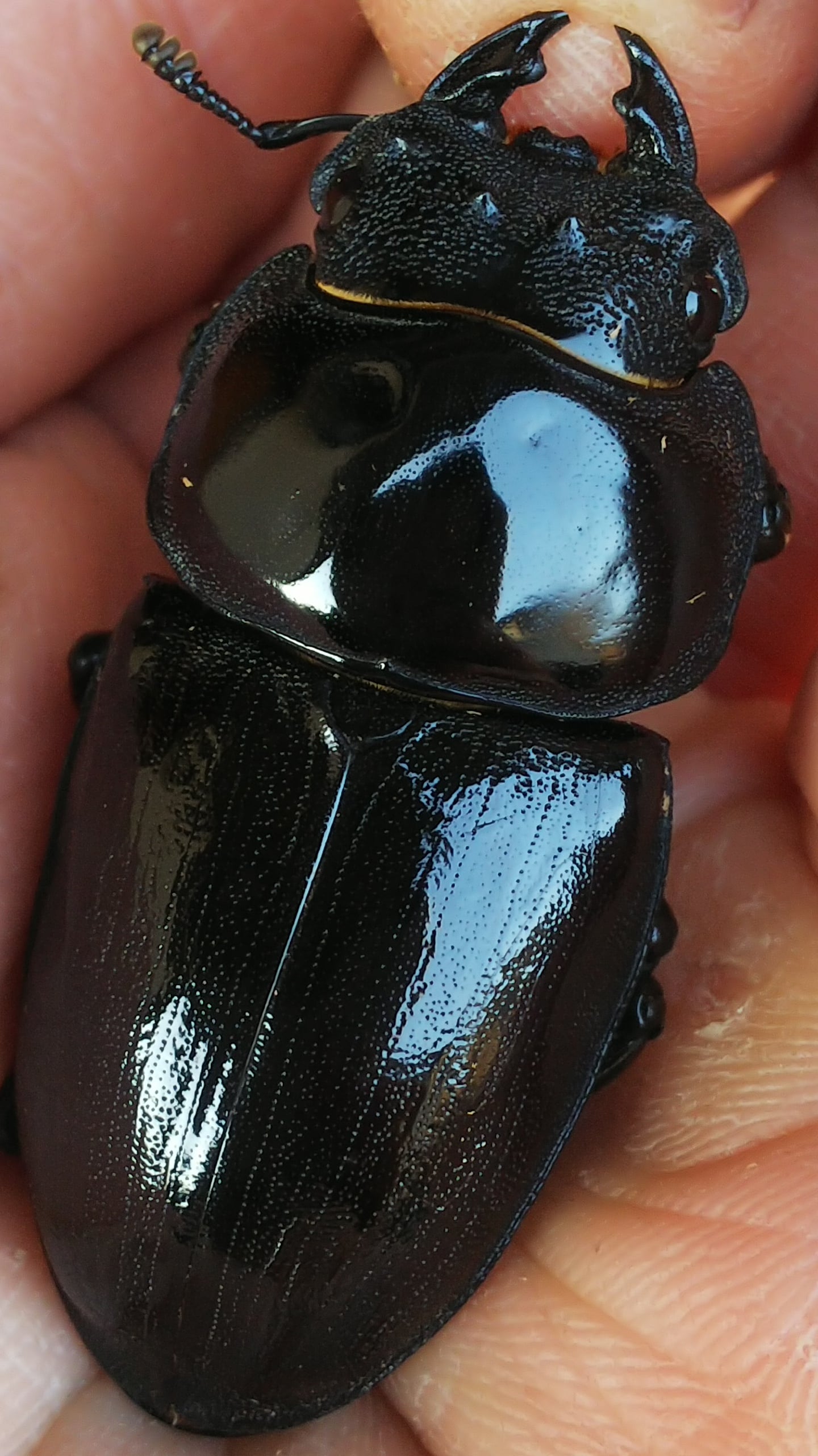 ◇◇極太極厚GORDON-R血統オオクワ75ミリペア逆ハ入り◇◇