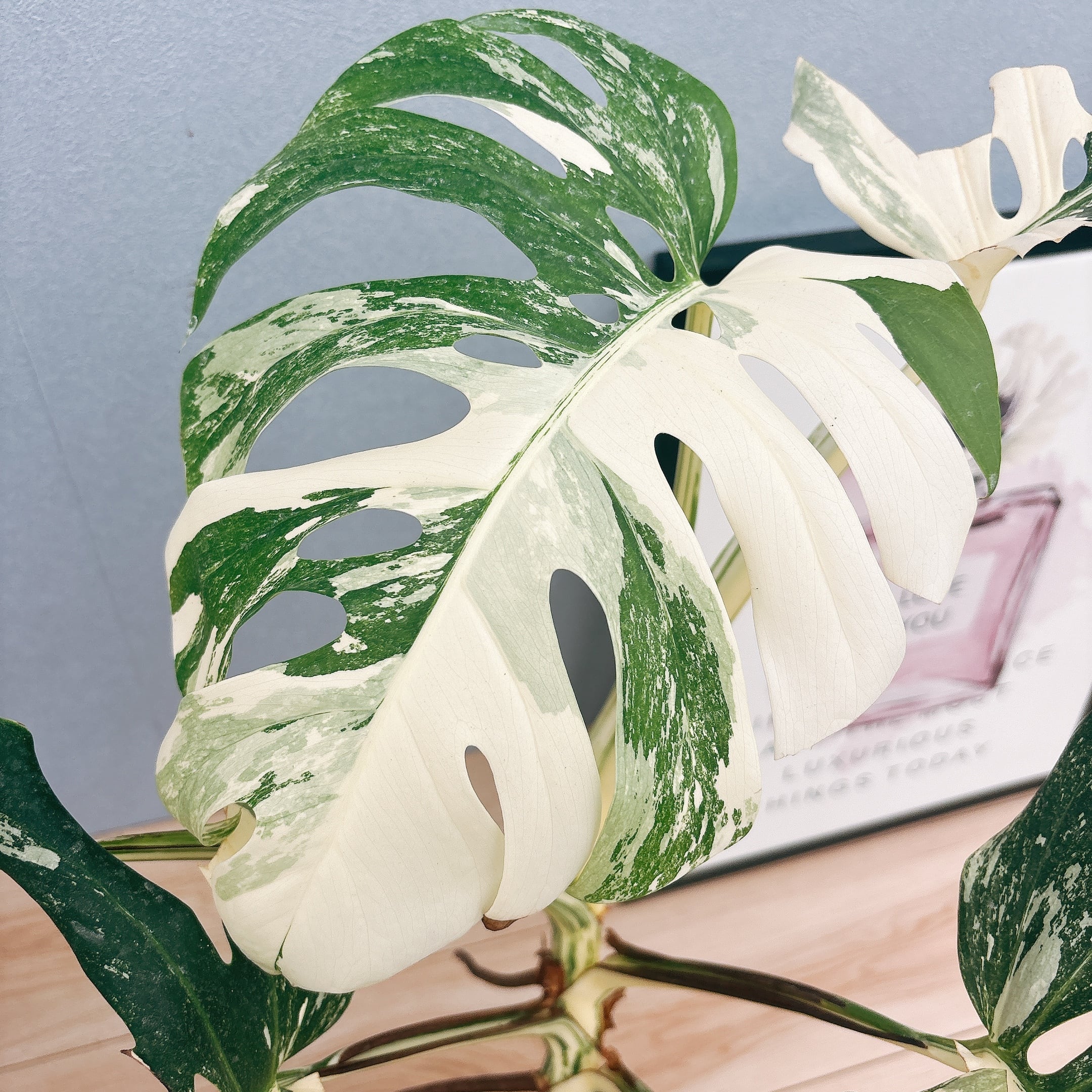 希少レア モンステラ スケルトン 観葉植物 (モンステラ 希少レア モンステラ スケルトン 観葉植物 (モンステラ