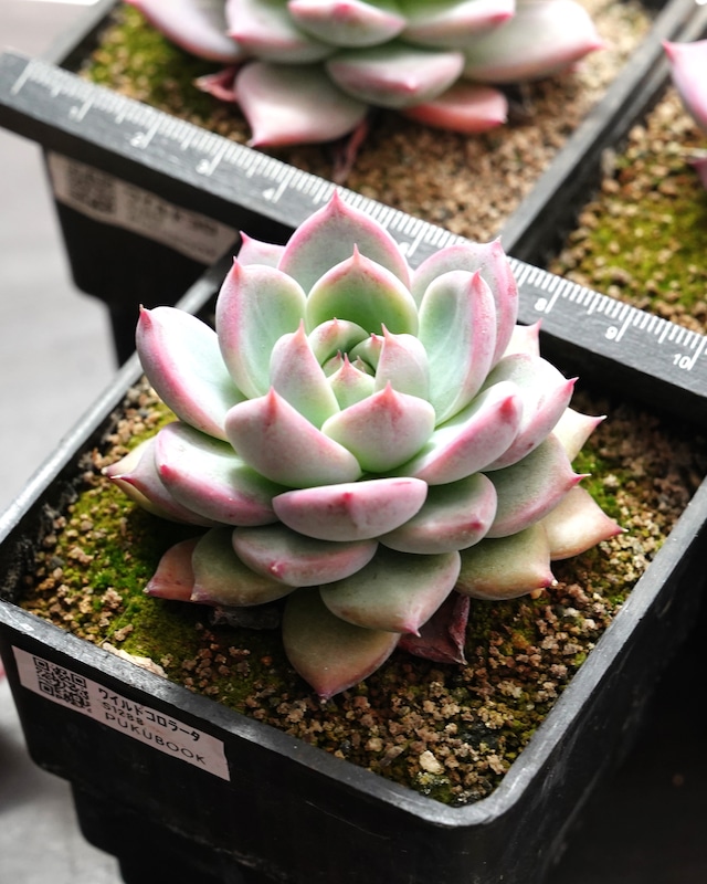 抜き苗 ワイルドコロラータ Echeveria 'Wild Colorata'
