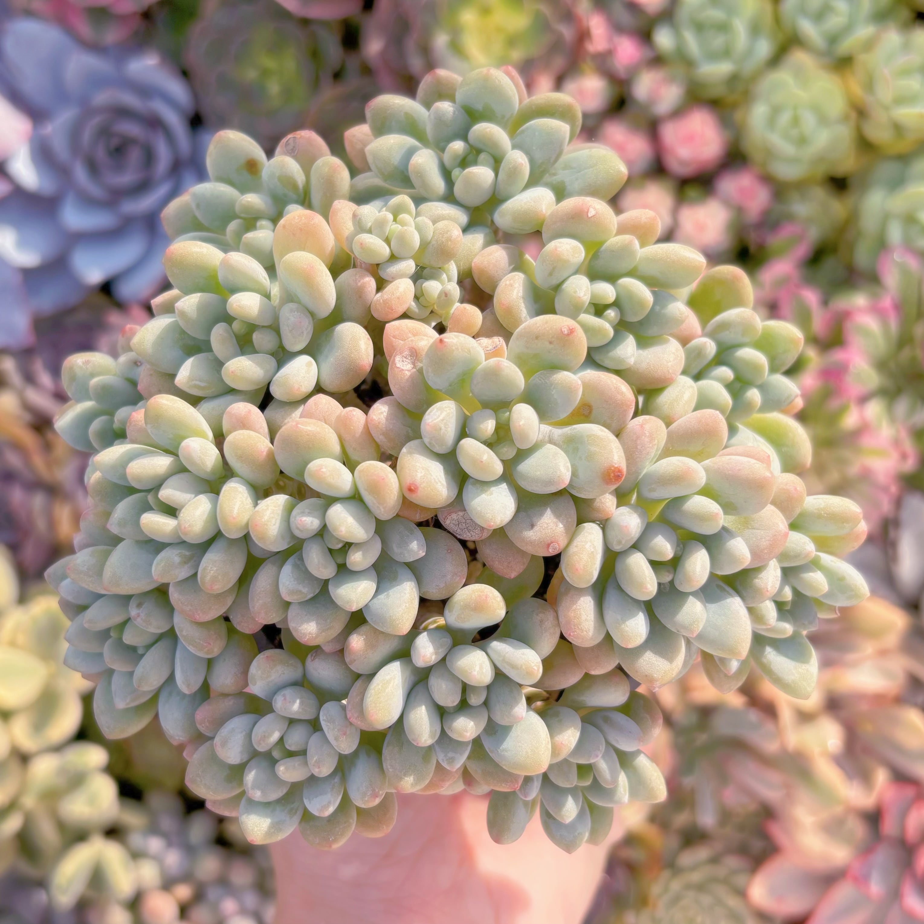 現品　ロココ#007　大群生　るる農園