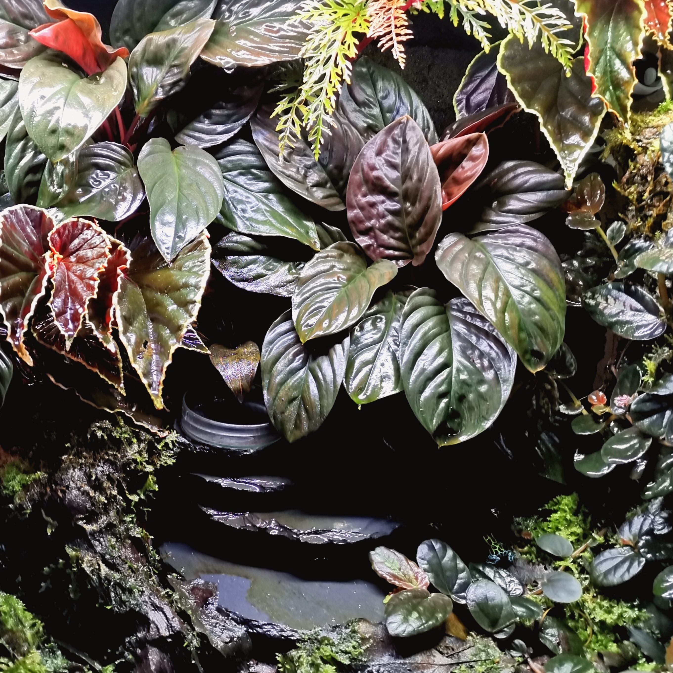 5匹セット】バリアビリスヤドクガエル・サザン Ranitomeya variabilis