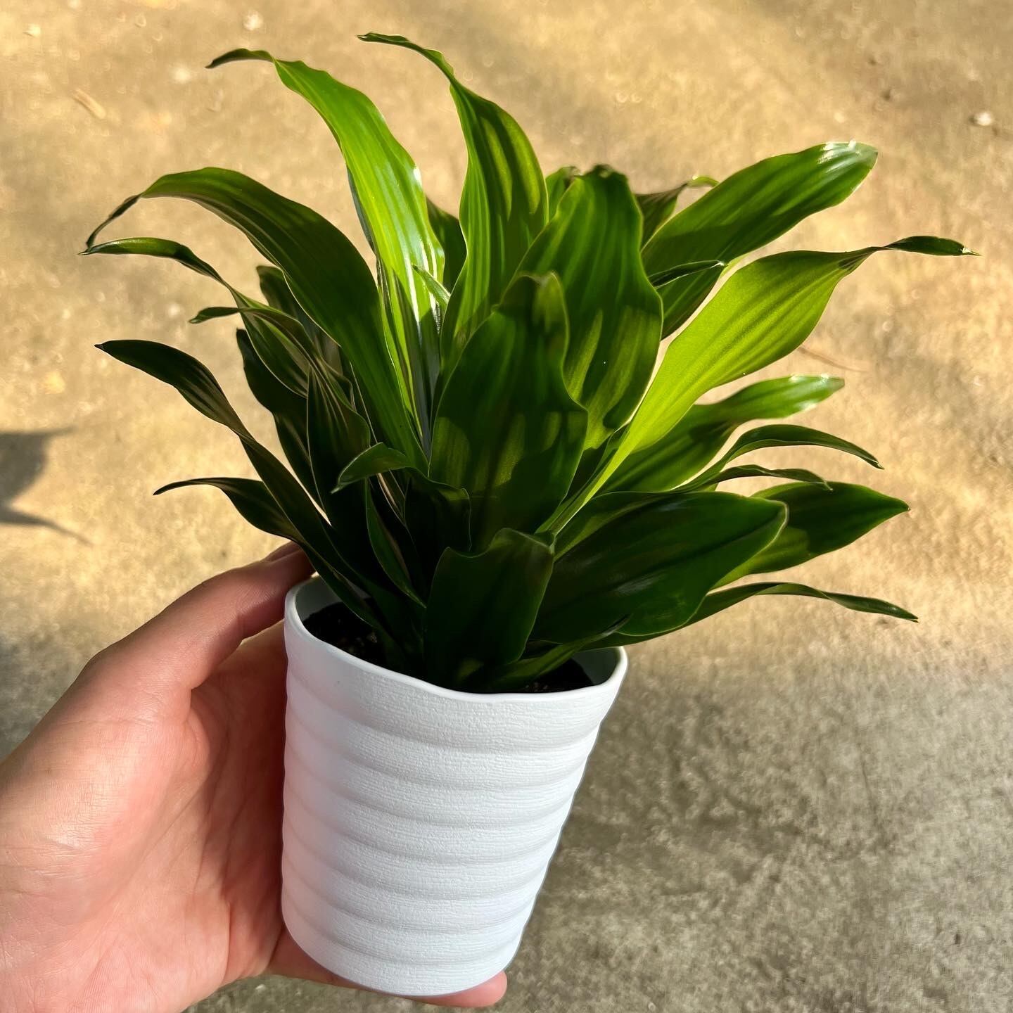 ４０ ドラセナ コンパクタ Inakougei イナコウゲイ おしゃれ 観葉植物 鉢 多肉 猫