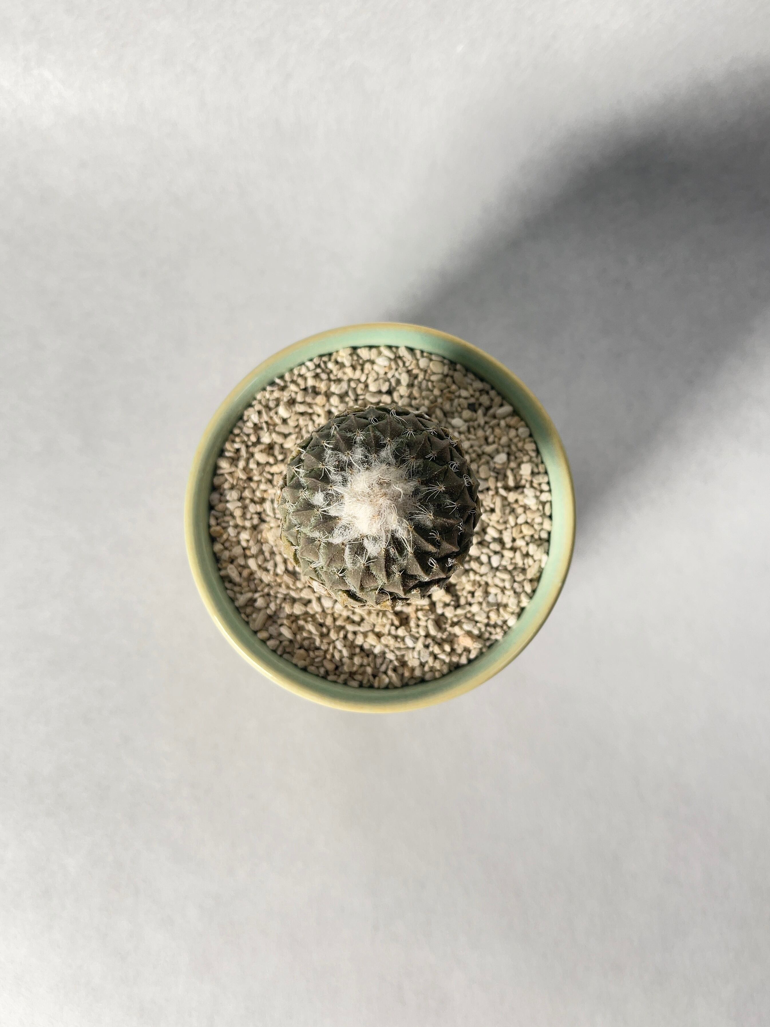 ペレキフォラ・銀牡丹 | trigger