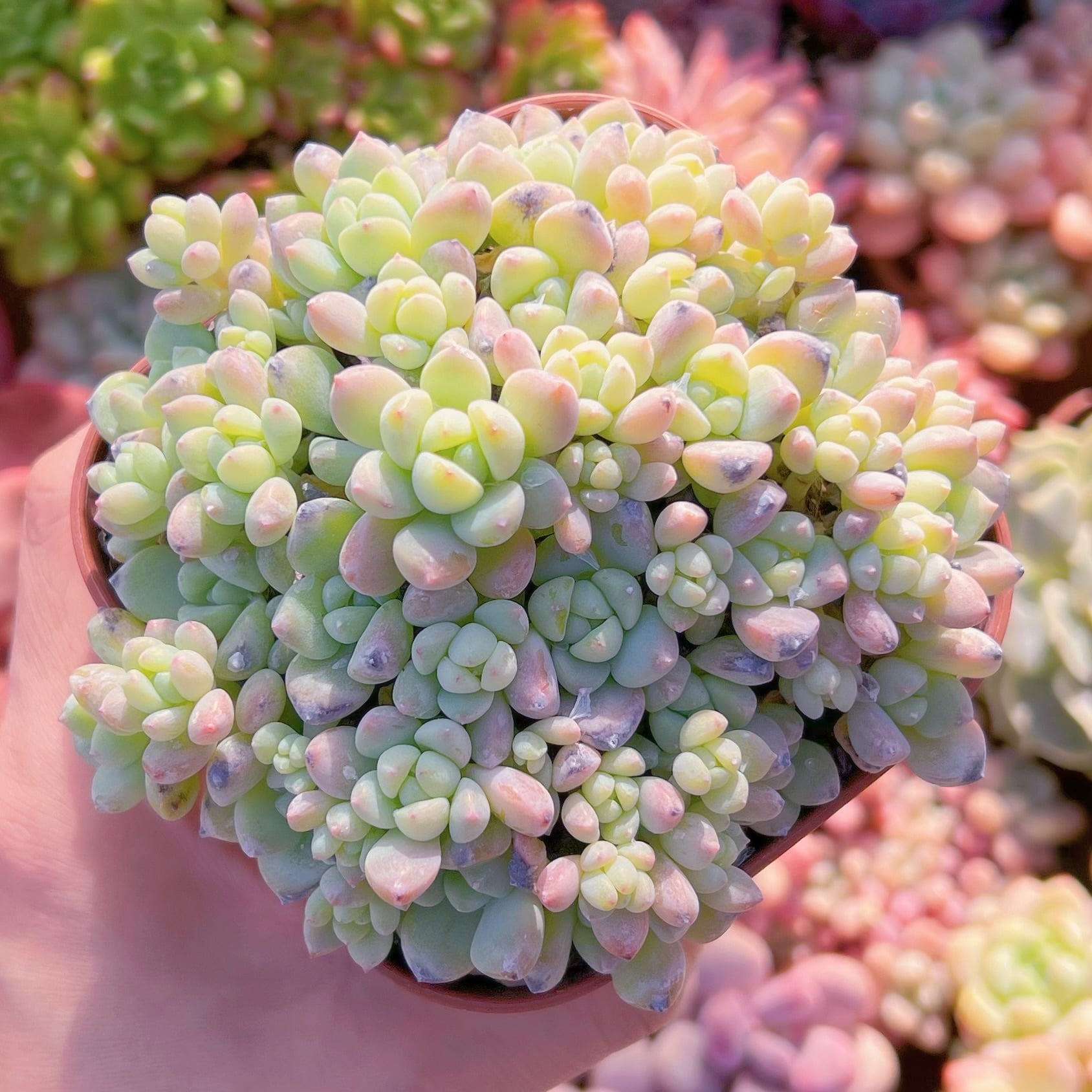 現品　新品種　香姫#095　新入荷　るる農園