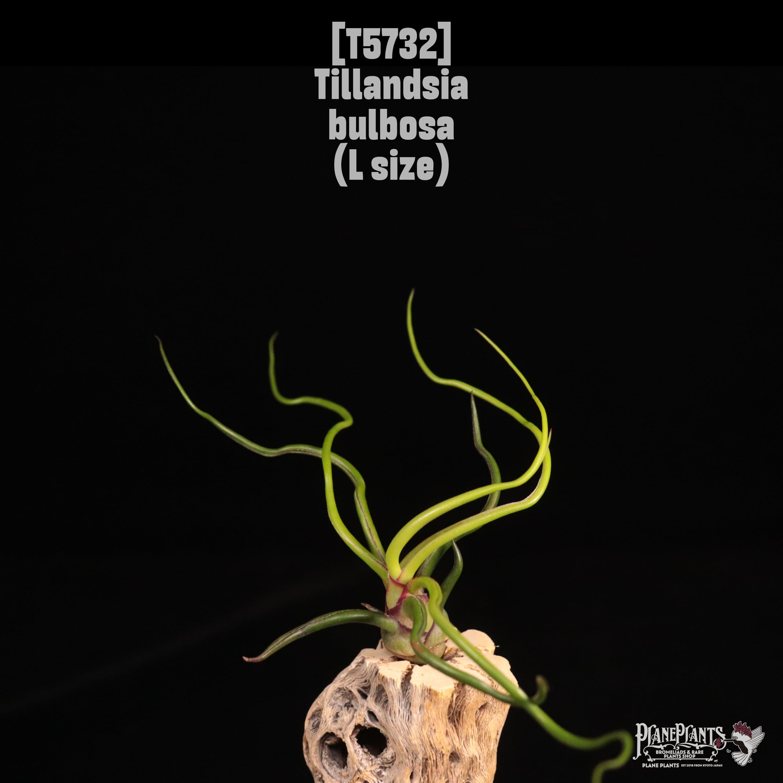 Tillandsia bulbosa L〔ティランジア〕T5732