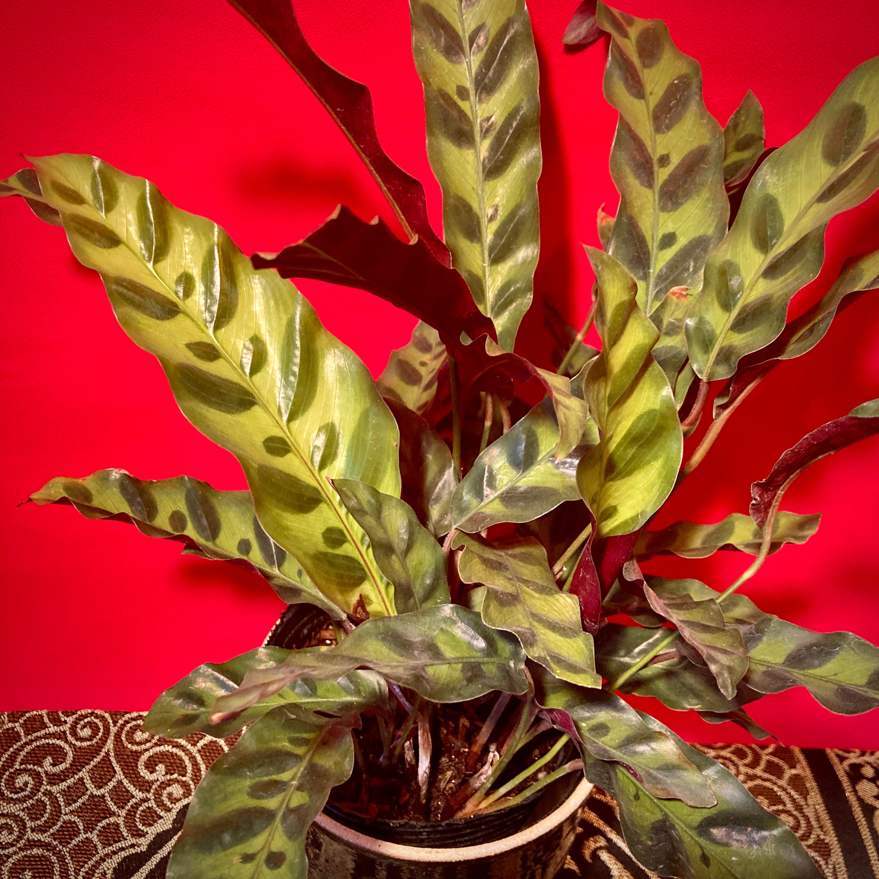 カラテア・インシグニス | 観葉植物 | 観葉植物 - バロメッツ