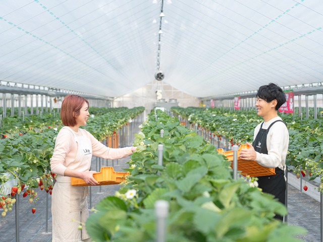 【萩原いちご農園［奈良］】古都華（ことか） 15玉 2ケース入▶︎送料込◀︎