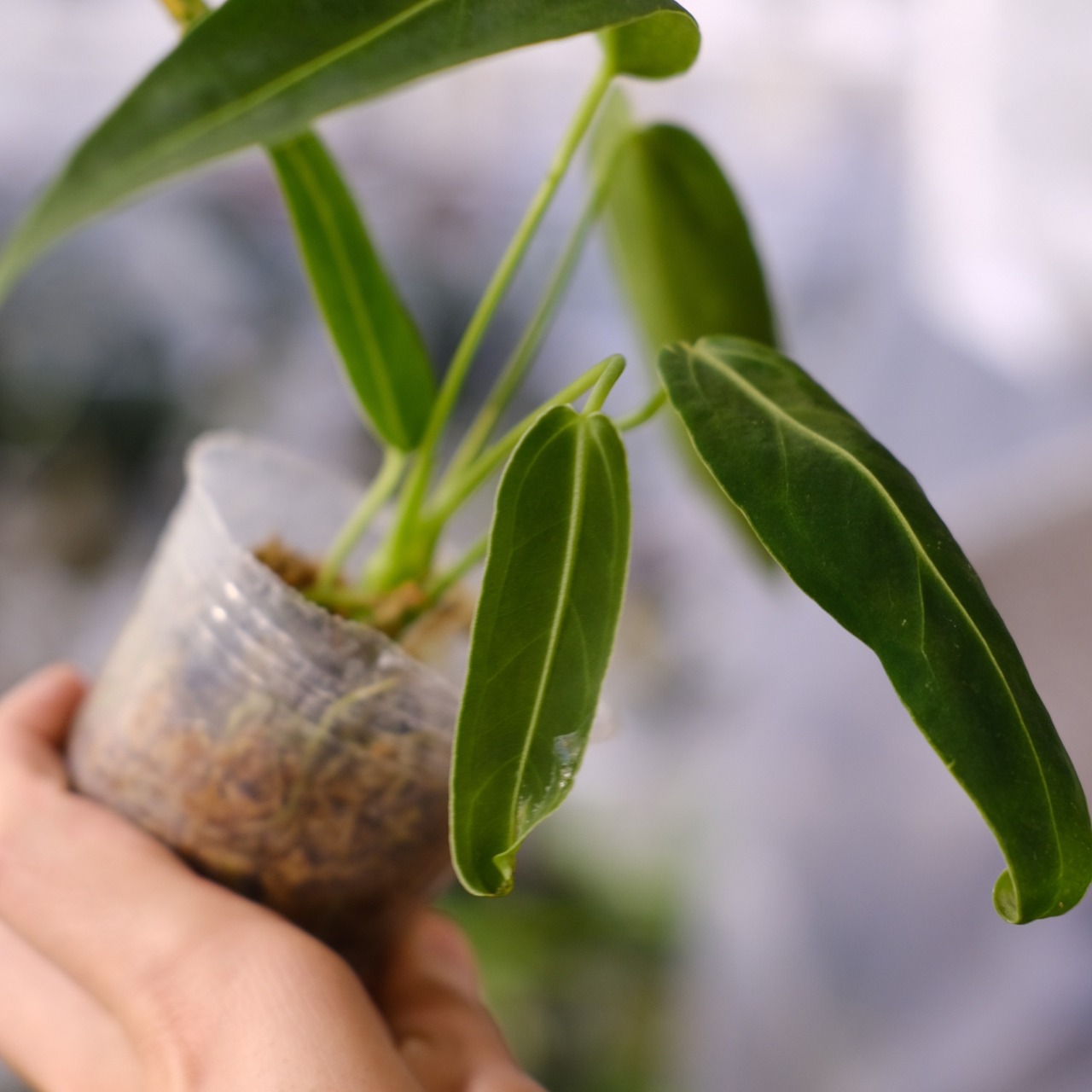 アンスリウム ワロクアーナム / Anthurium Warocqueanum⑳ / 観葉植物<育て方・花言葉>