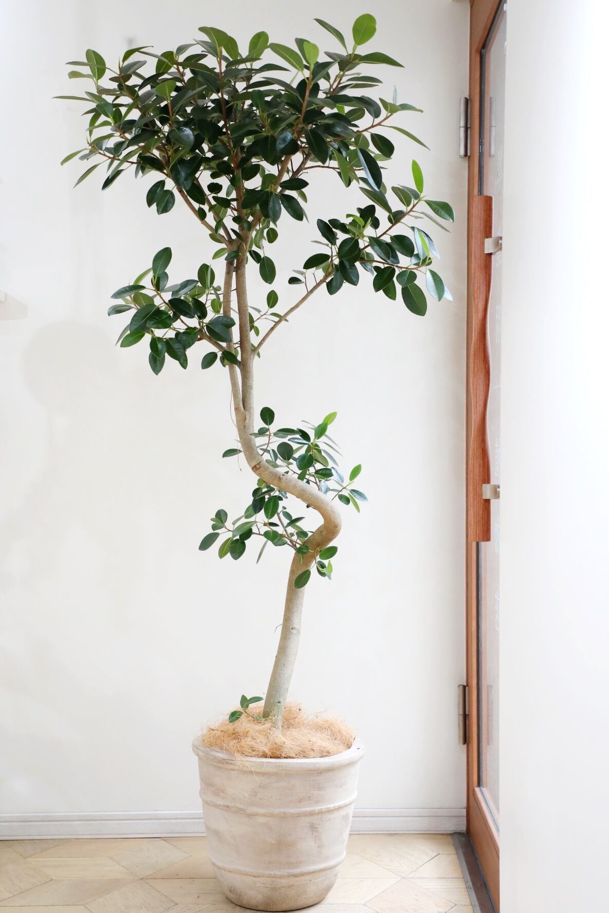 中・大型植物(80cm~220cm) | 【厳選植物・器】MIDORI DOUMEI 翠堂明