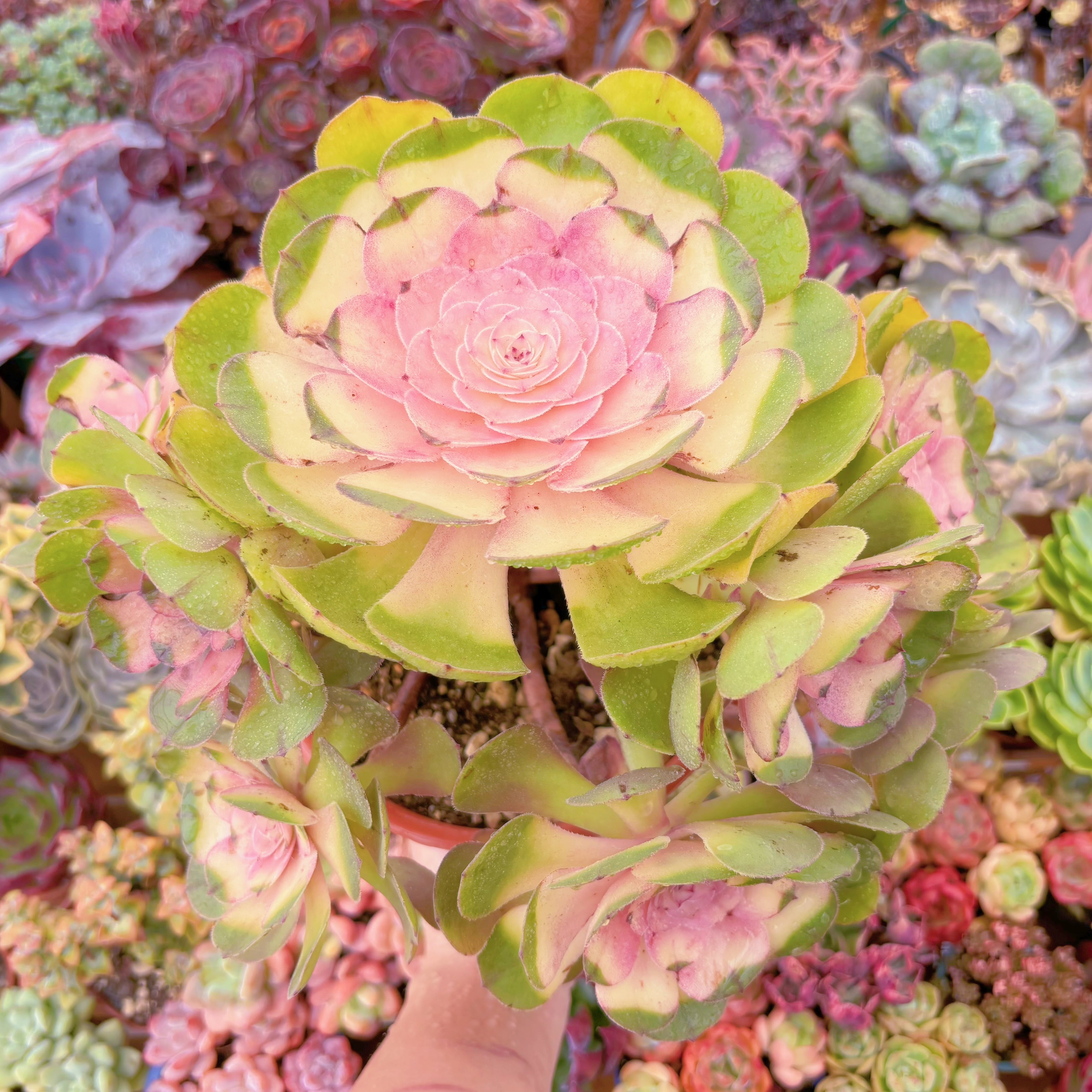 現品　ハロウィン錦#888　特大群生　新入荷　るる農園