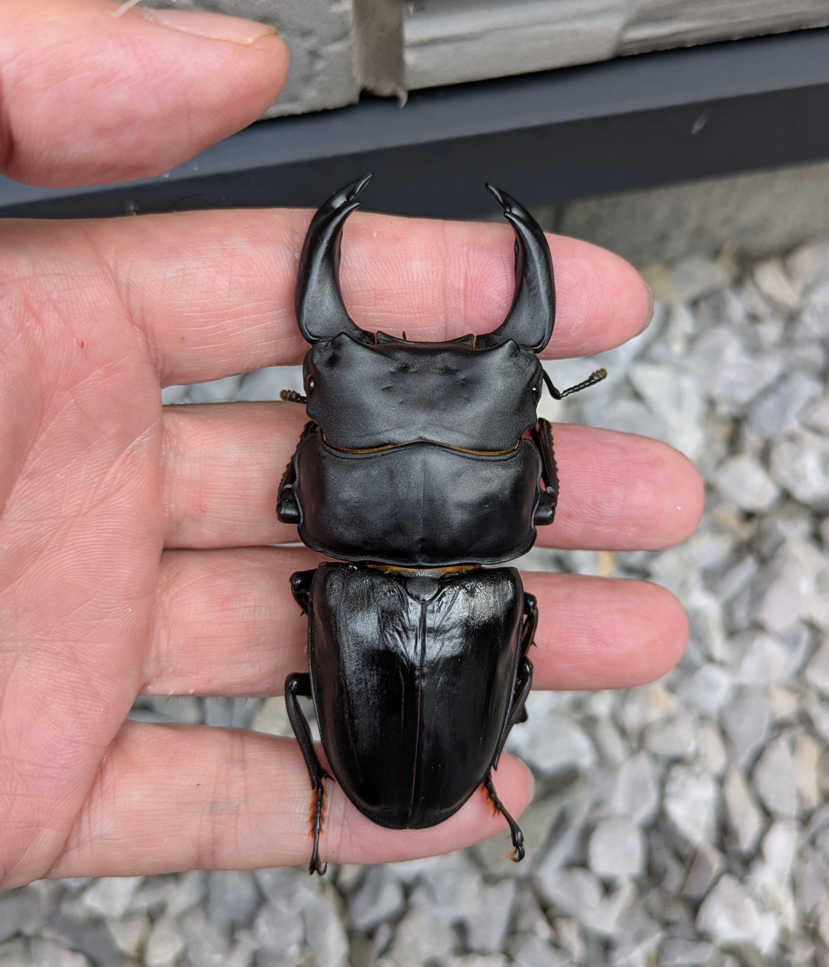 サタンオオカブト 3令幼虫 ペア ♂♀ 種親♂105ｍｍ 幼虫トリオ