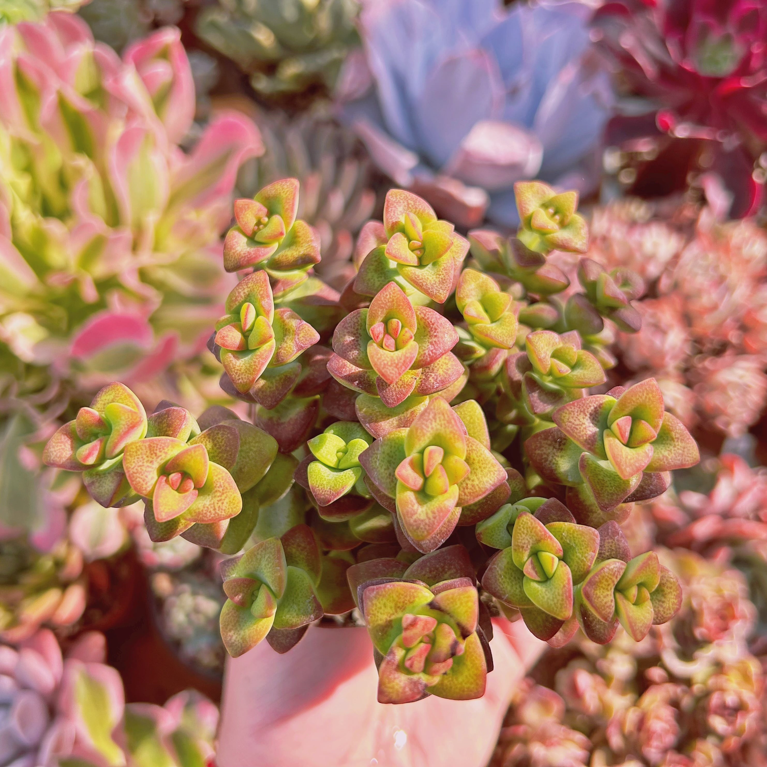 804現物 多肉植物 ラブハート | るる農園~多肉植物専門