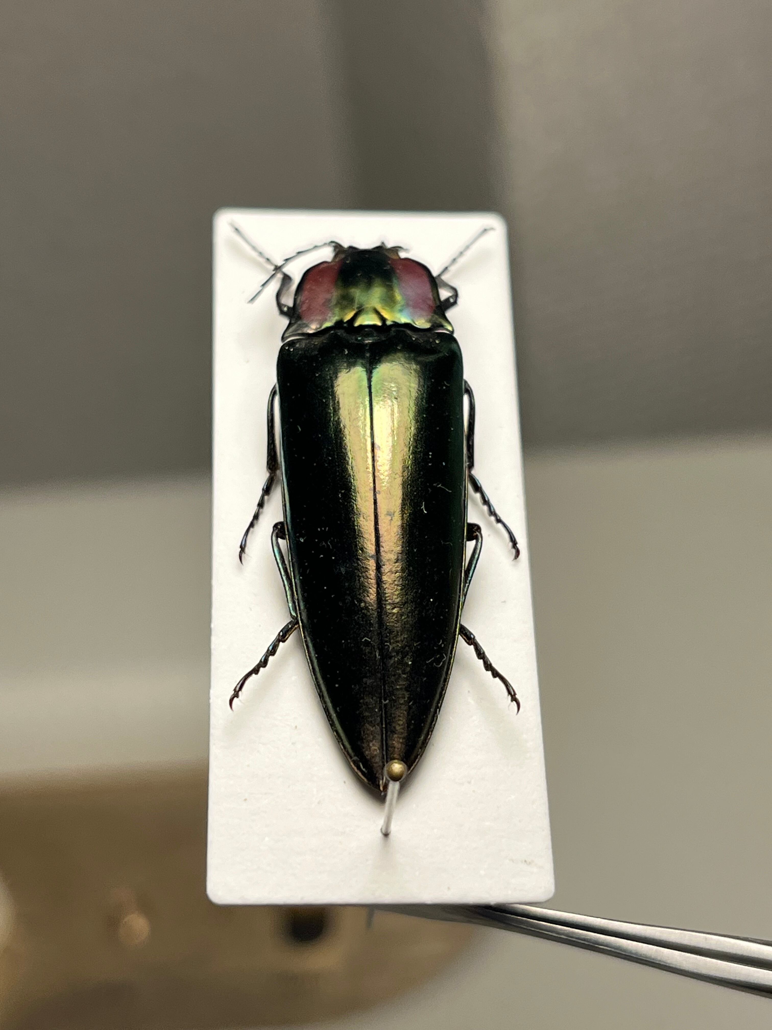 極BIG】Lycus sp.コメツキムシ 45mmコガネムシゾウムシタマムシ