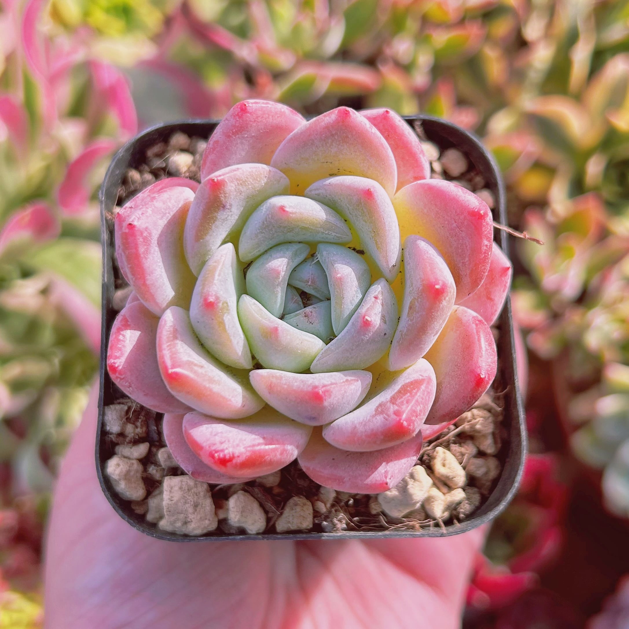 現物　多肉植物　幻夢