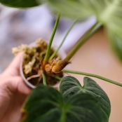 フィロデンドロン エルチョコレッド / Philodendron "El Choco Red"⑭ / 観葉植物<育て方・花言葉>