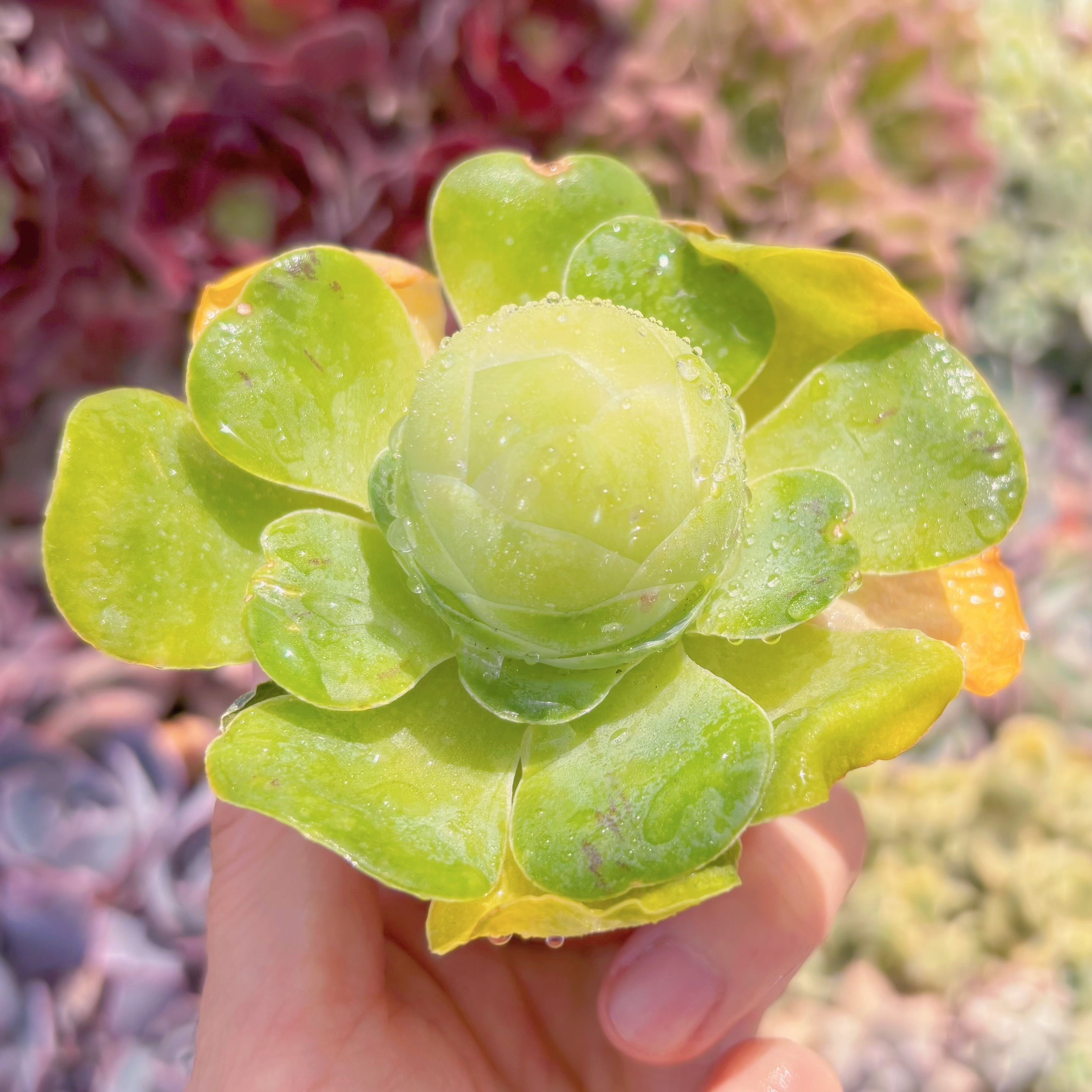 Top【選抜株】多肉植物　24951グリーノビア錦　54個　鉢無し/脱土 多肉植物 グリーノビア錦 新入荷 るる農園 | るる農園~多肉植物専門