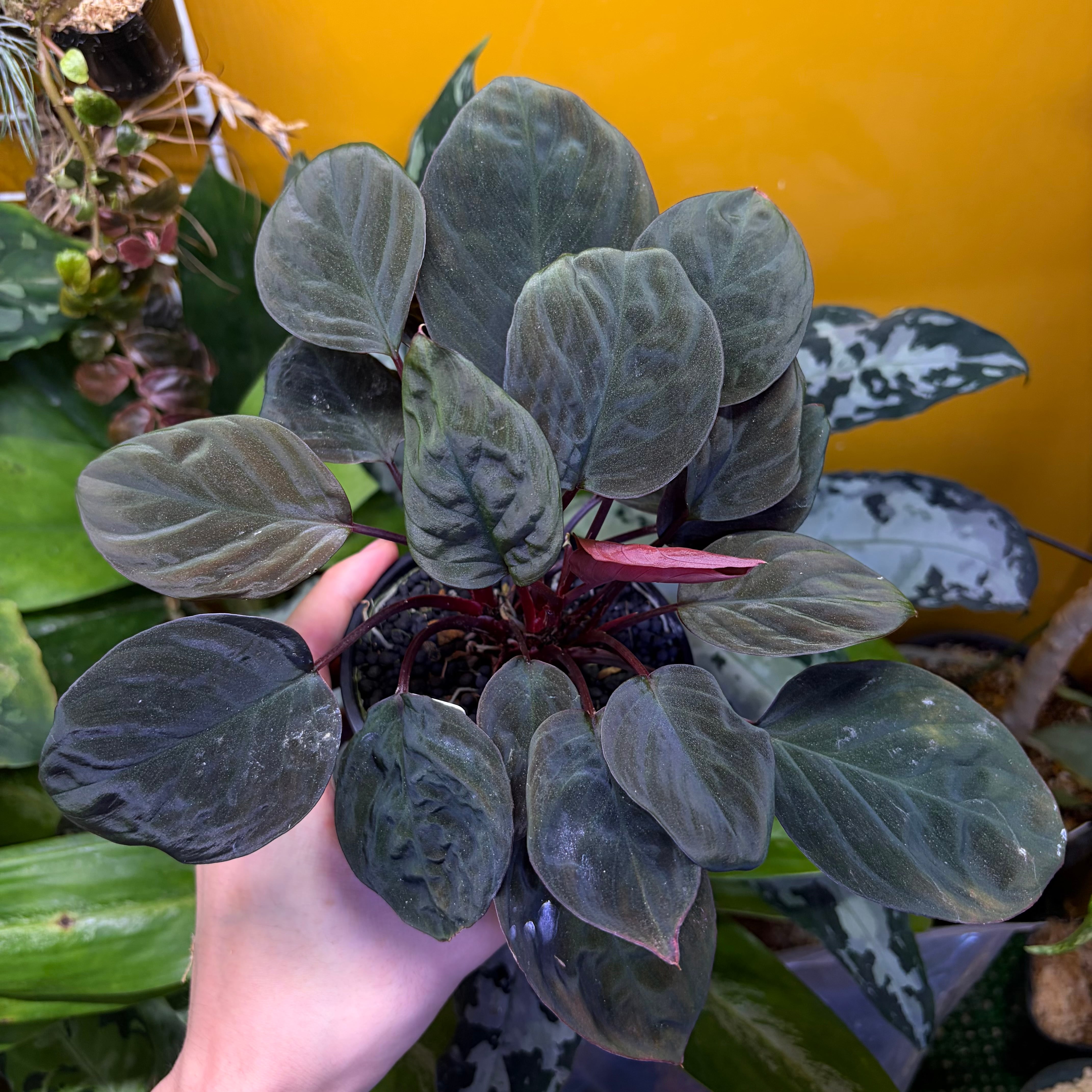 Piper sp. Papua 剛毛タイプ ピペル パプア | 熱帯雨林植物専門店 トイ