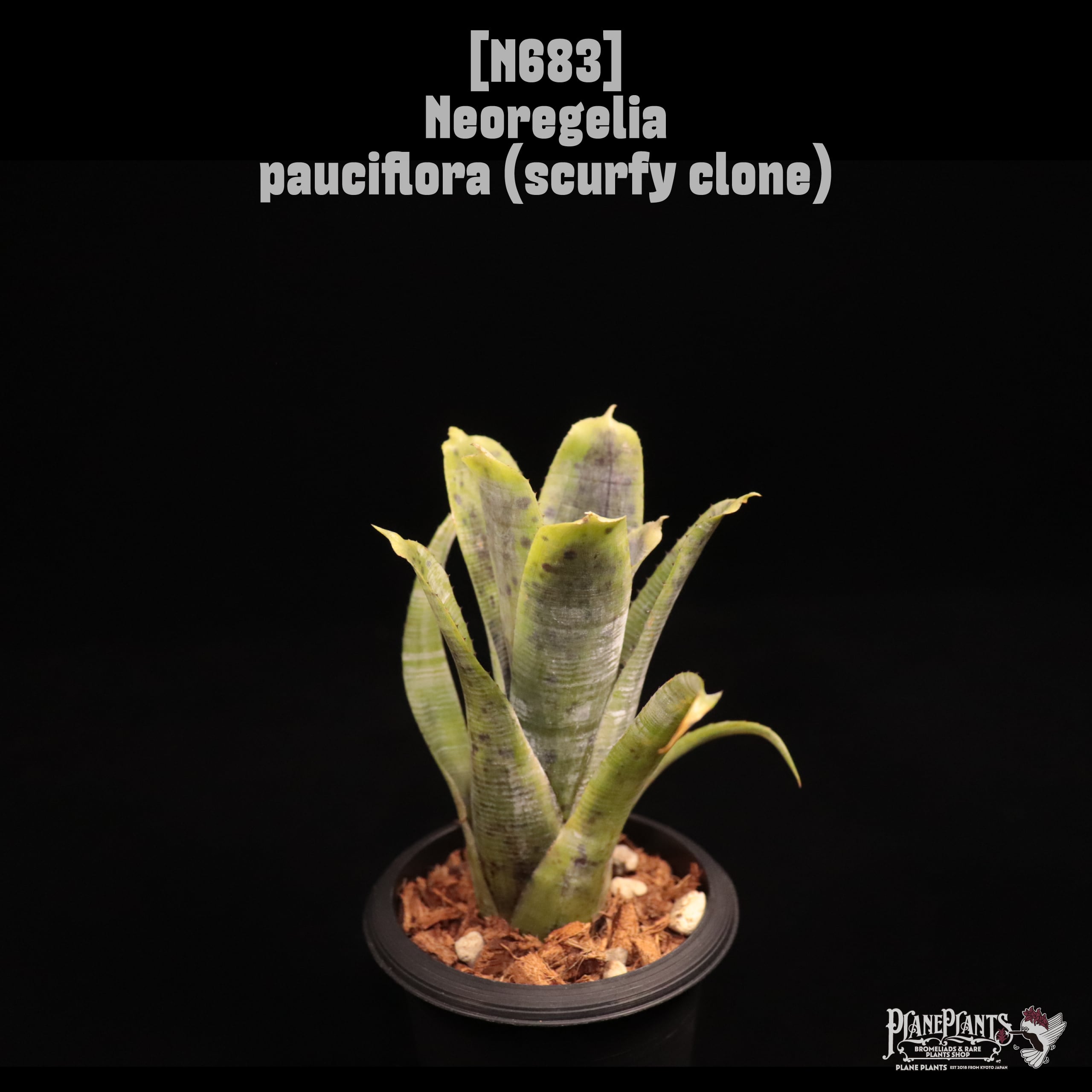 Neoregelia pauciflora (scurfy clone)〔ネオレゲリア〕N683 | plane