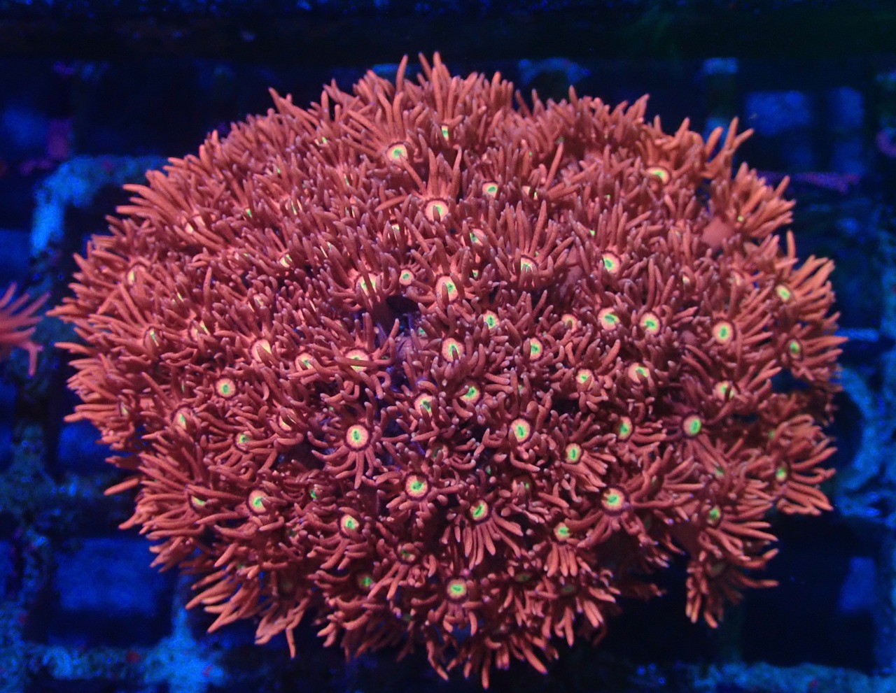 【現地買付】Goniopora FromMakassar 8