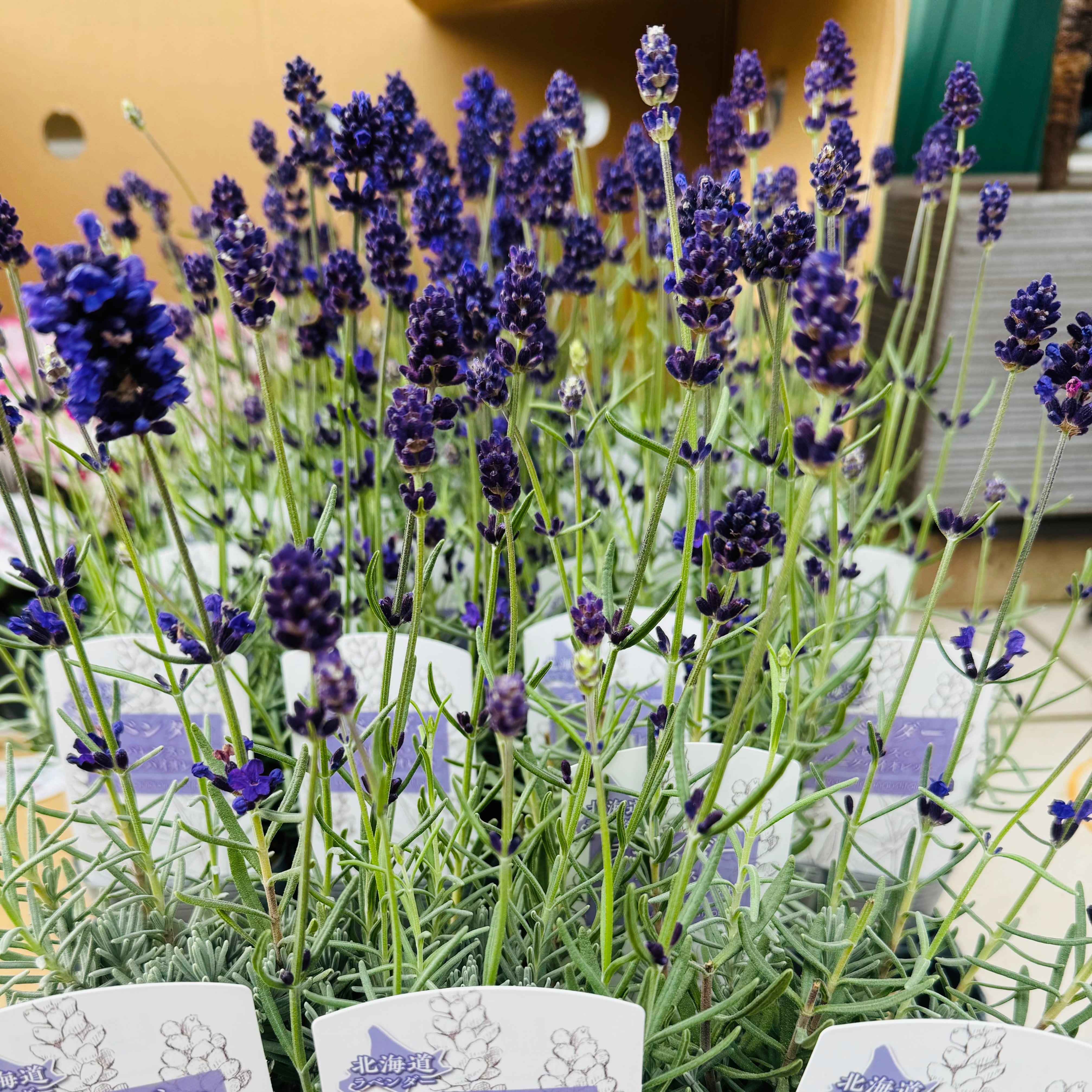 イングリッシュラベンダー バレンス ダークバイオレット 3株セット