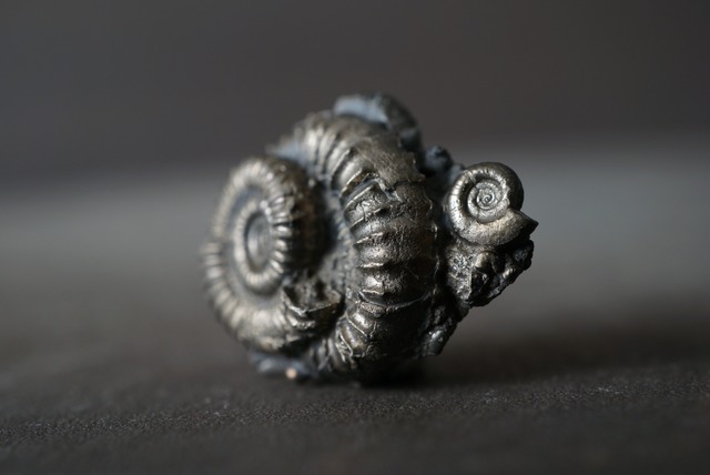 イギリス産黄鉄鉱化アンモナイト  Pyritized Ammonite 1515