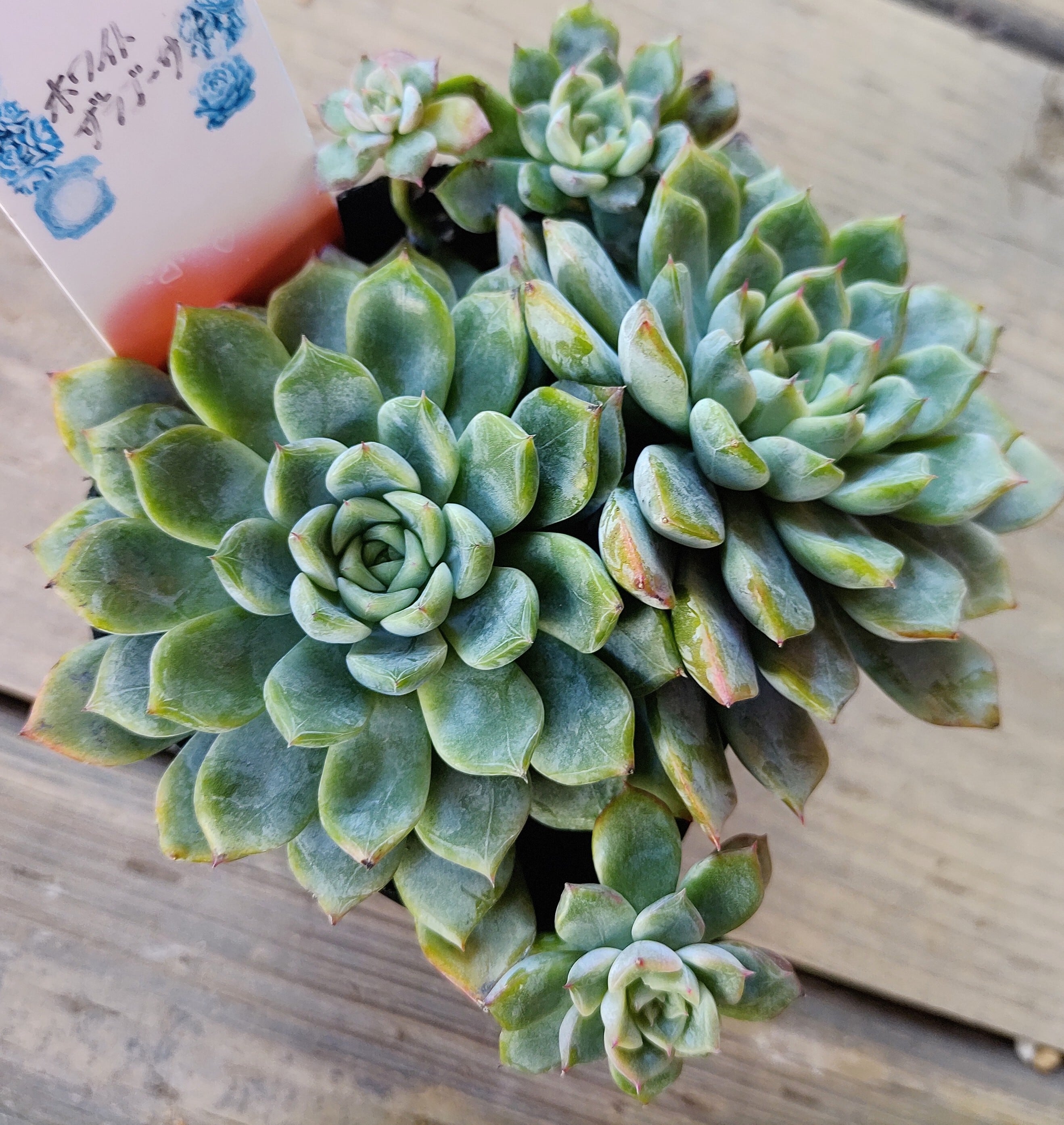 ホワイトザラゴーサ群生 | RuPo 多肉植物専門店