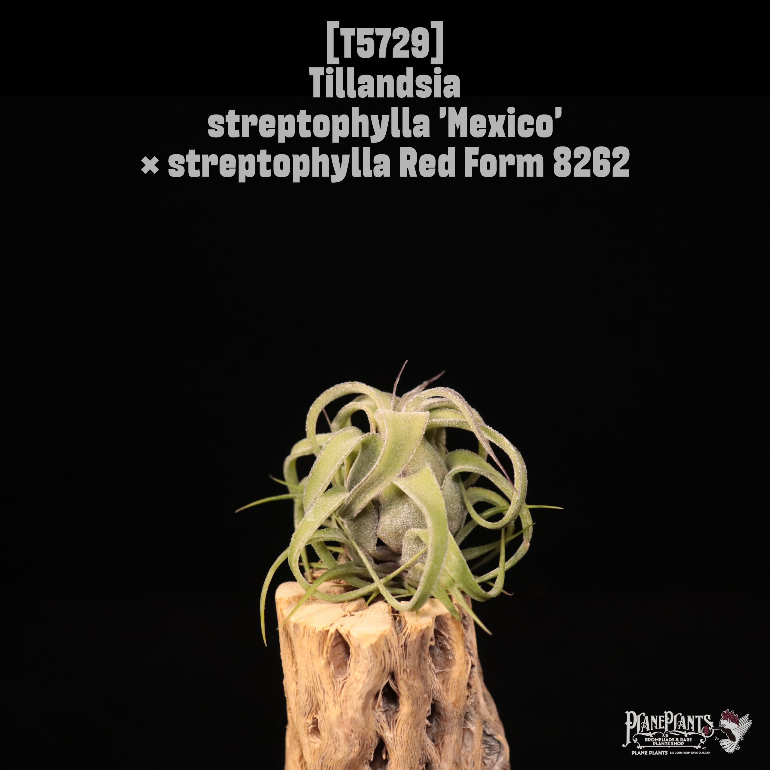 Tillandsia Towering Inferno 速達発送 reserved】streptophylla 'Mexico' × streptophylla Red Form 8262