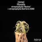 【reserved】streptophylla 'Mexico' × streptophylla Red Form 8262〔エアプランツ〕現品発送T5729