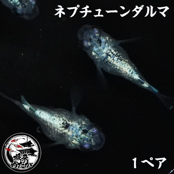 〖1ペア〗ネプチューンダルマ メダカ 成魚｜青ラメ ダルマ体型 改良メダカ