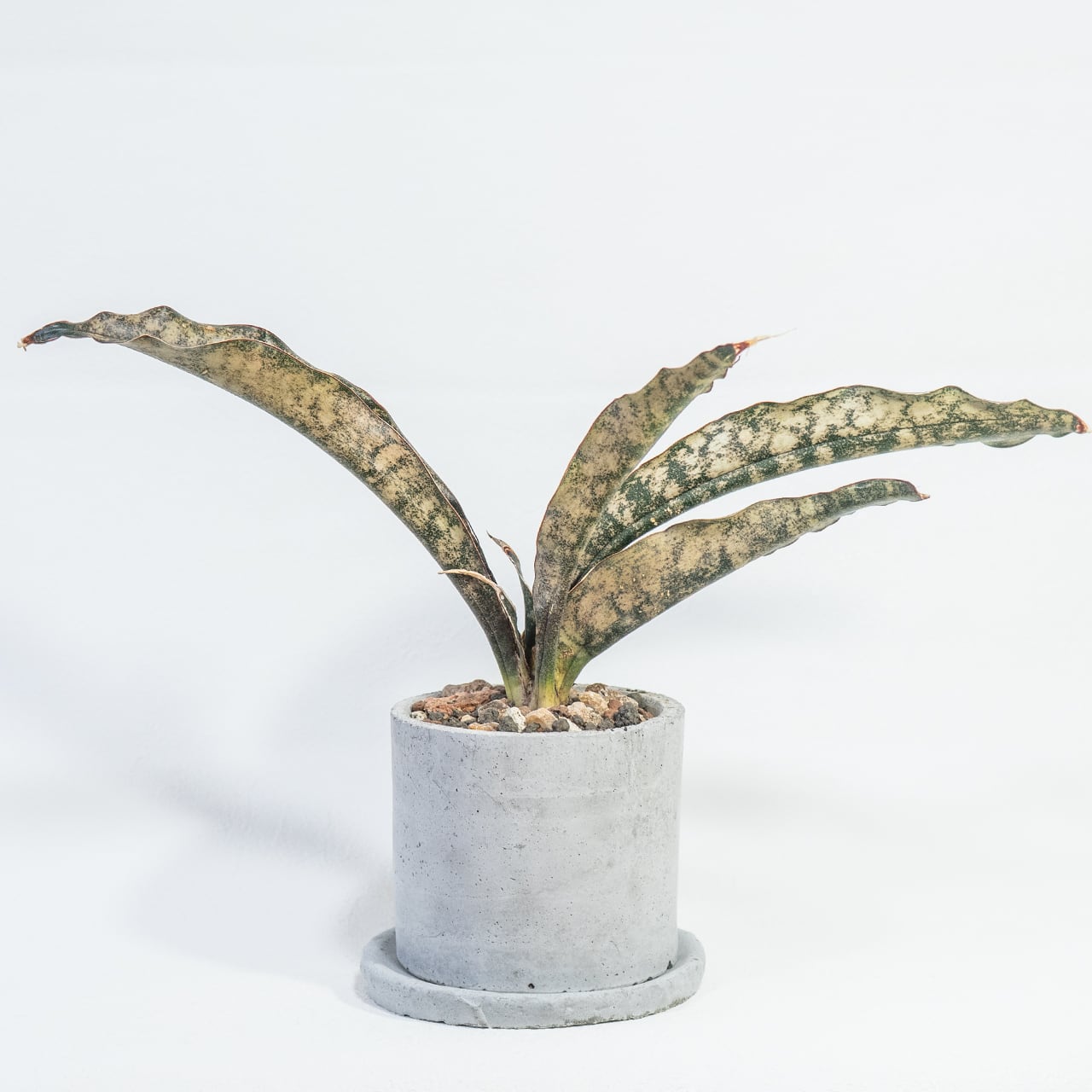 サンセベリア・キルキー・コパトーン 大人の空間を彩る渋い葉模様 自作モルタル鉢植え