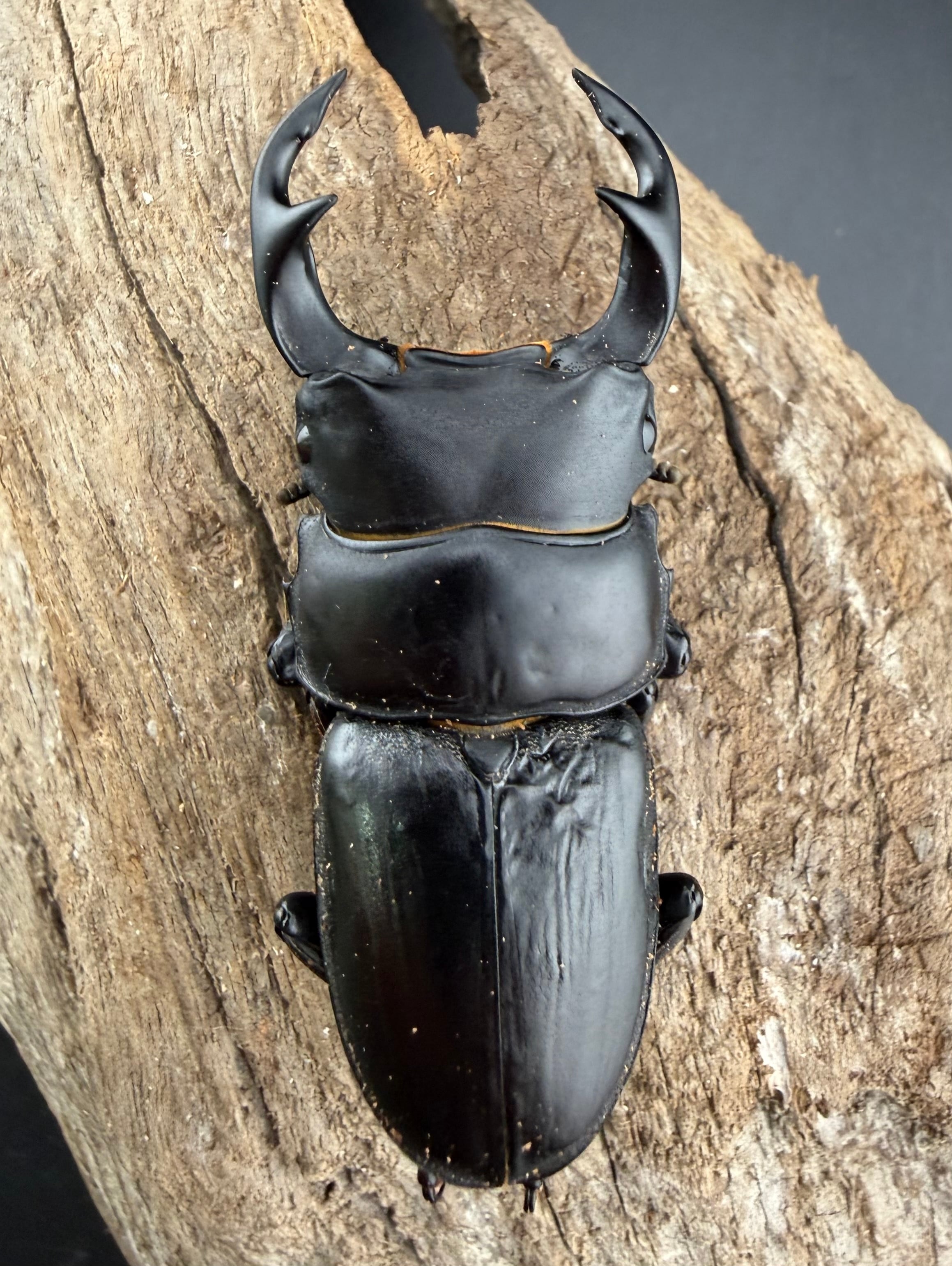 F0】《国産オオクワガタ 韮崎市産 64.5mm ペア》 | KPW公式オンライン