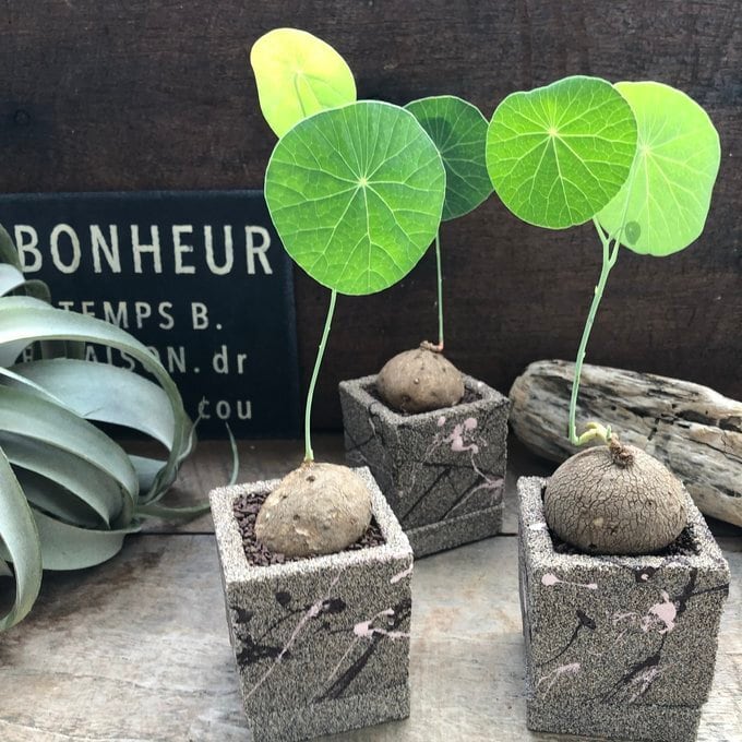 塊根のみ】 ステファニア エレクタ 超希少 塊根植物 | 植物の店ベリー