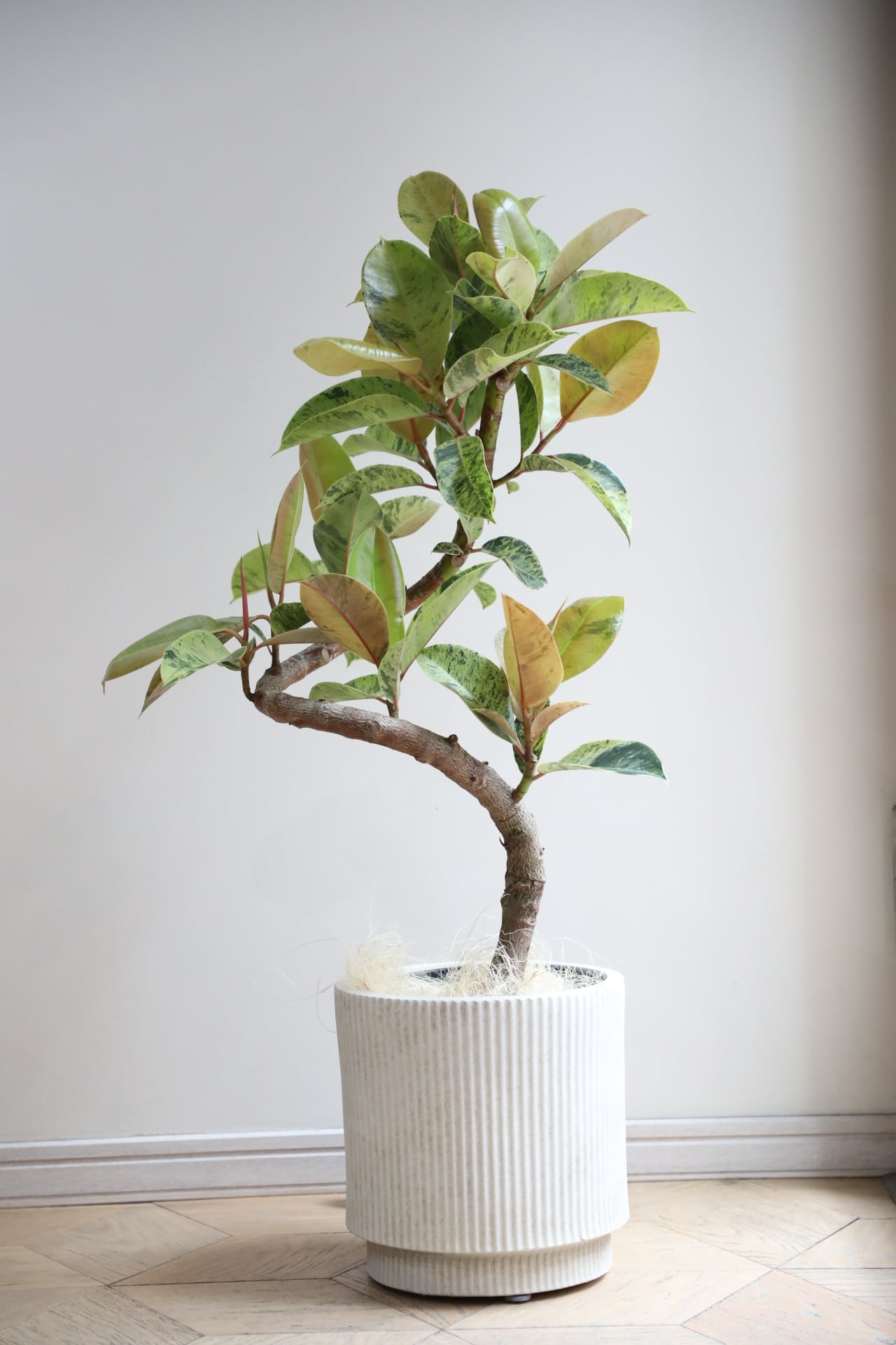 L/99cm】フィカス ジン/Ficus | 【厳選植物・器】MIDORI DOUMEI 翠堂明