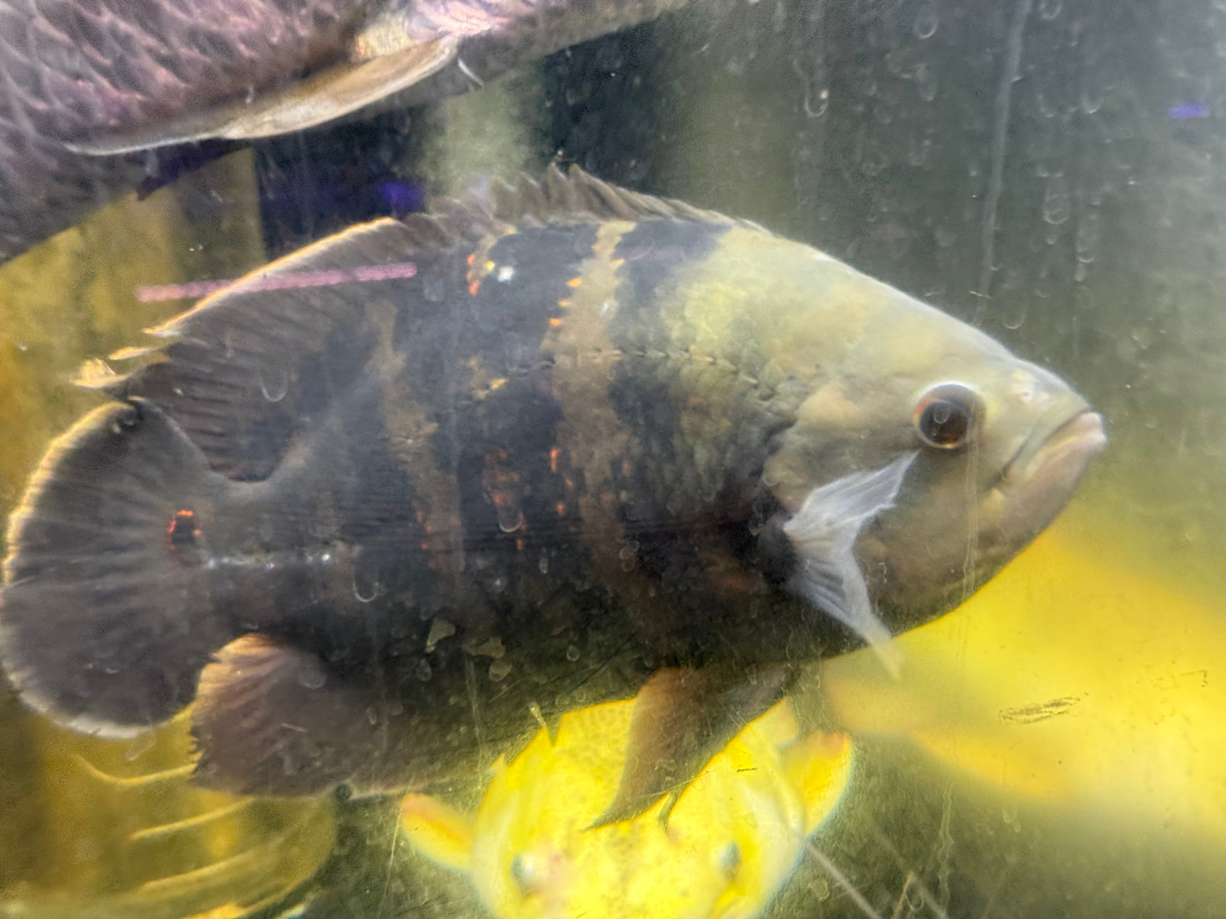 ワイルドオスカー クラシピンニス アラグアイア産 淡水魚】ワイルドオスカー クラシピンニス アラグアイア産 ワイルド