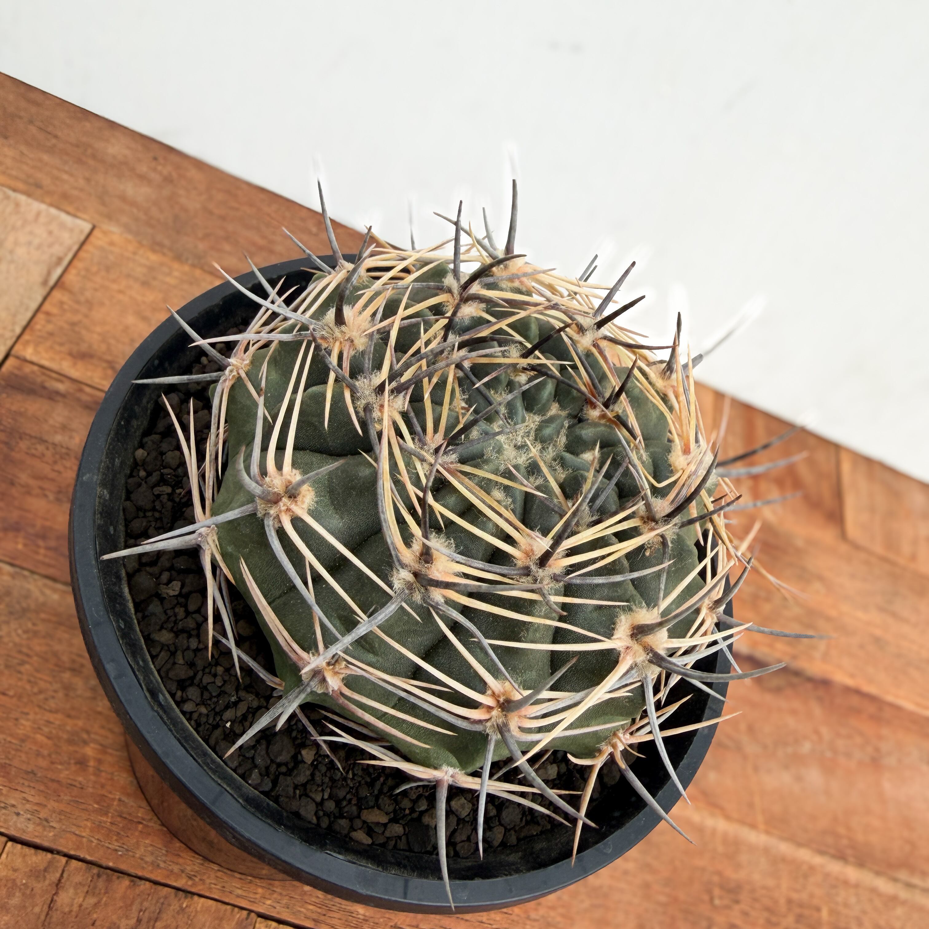 Gymnocalycium bicolor【ギムノカリキウム・ビカラー】 | RIMO'S GREEN