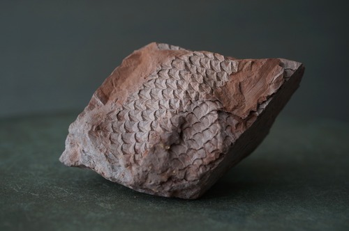 ポーランド産鱗木(ヒカゲノカズラ類)化石  Lepidodendron sp. 2437