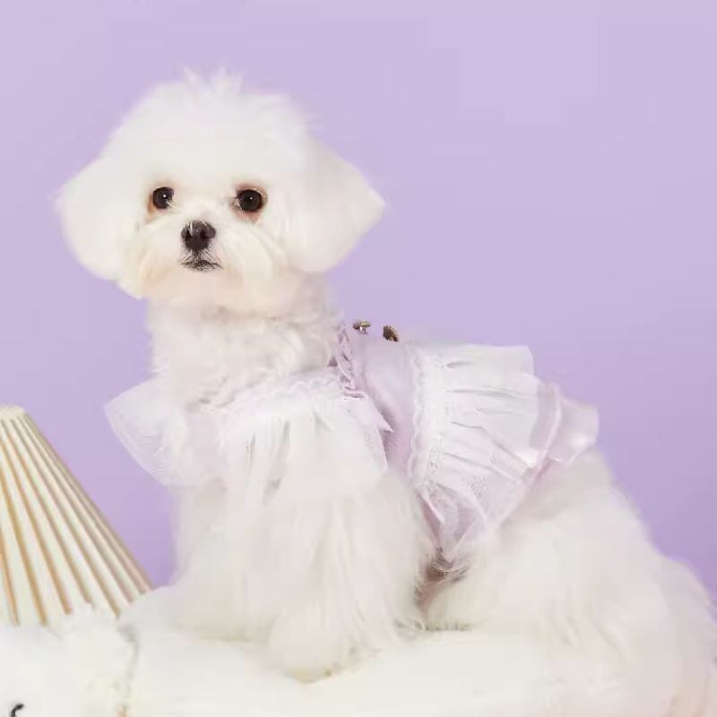 パープルレースフリルのワンピース 犬服 00272