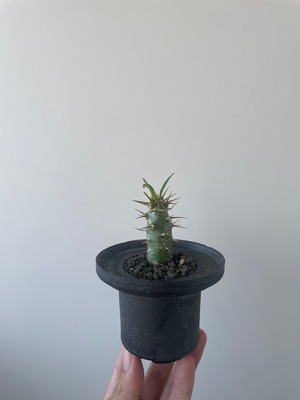 【新着】Pachypodium ambongense × DEEP BRERO【幻のパキポディウム】パキポディウム アンボンゲンセ_1