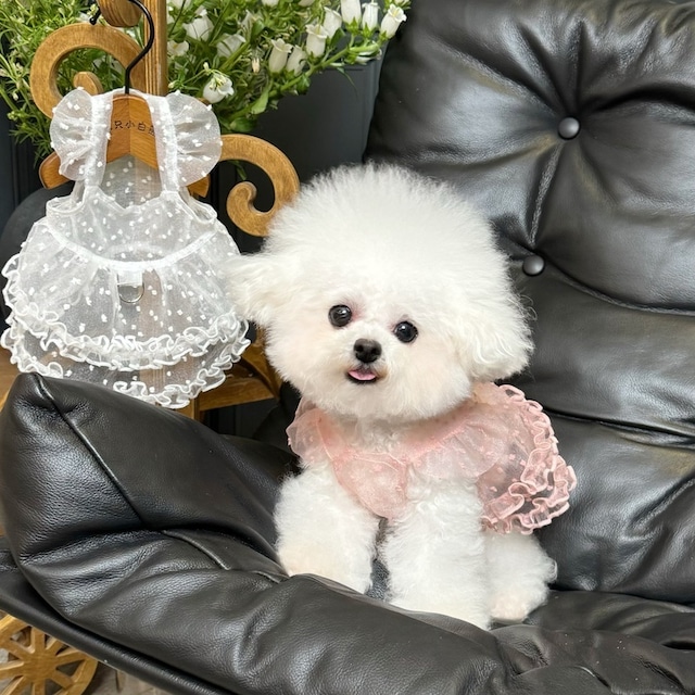 【PET】全3色レイヤー感フリル袖チュールキャミワンピース