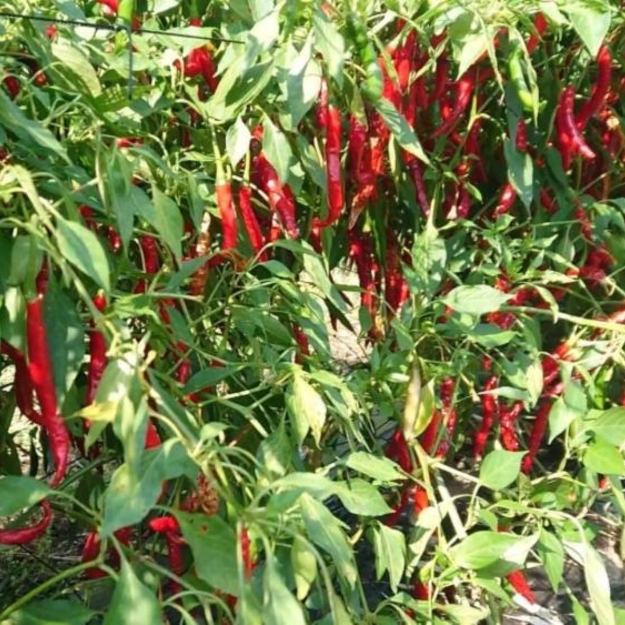 Shichimi Black Kyoto Asanoha