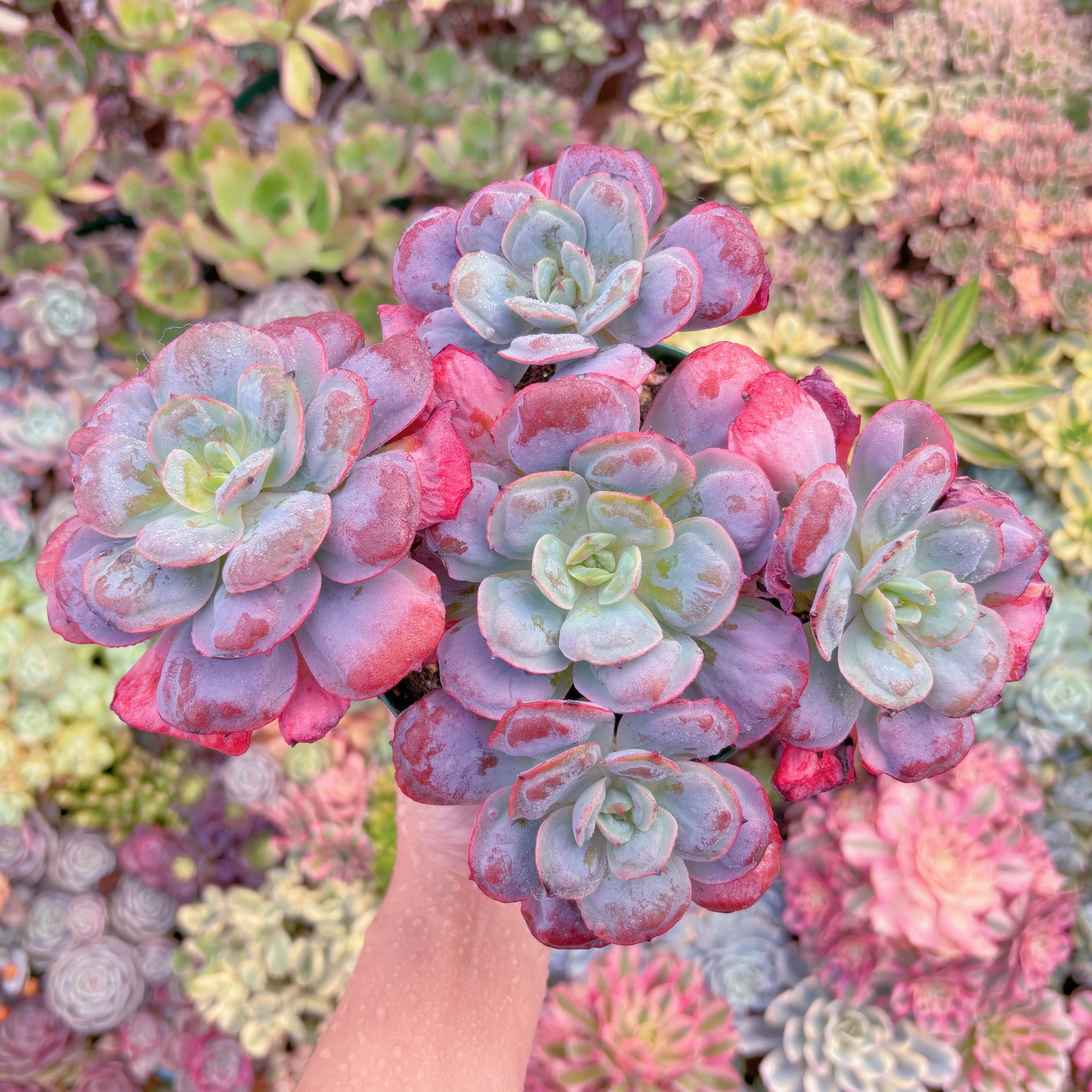 現品　ハートディライト#771　大群生　るる農園