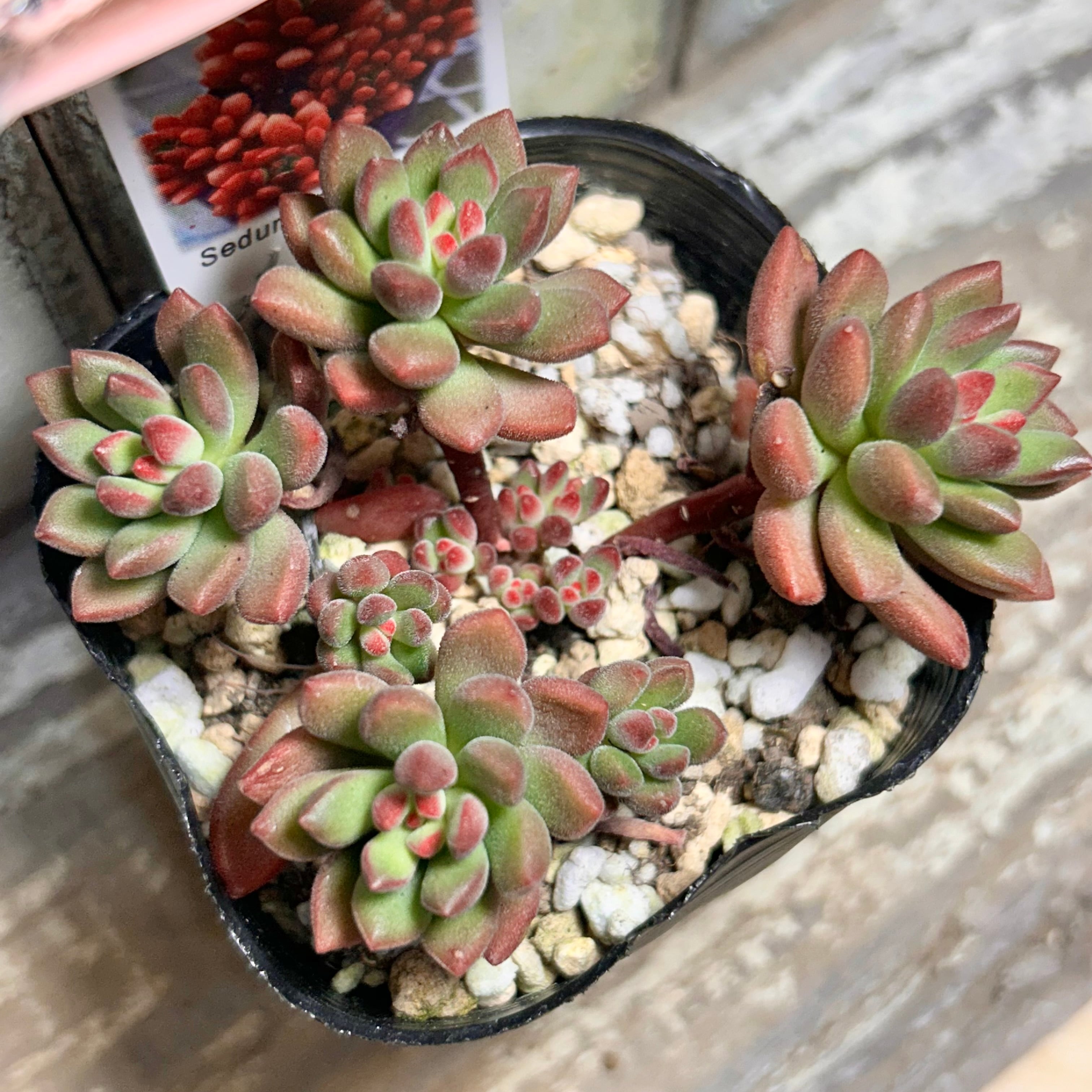 ウェディングドレス錦 アエオニウム | RuPo 多肉植物専門店