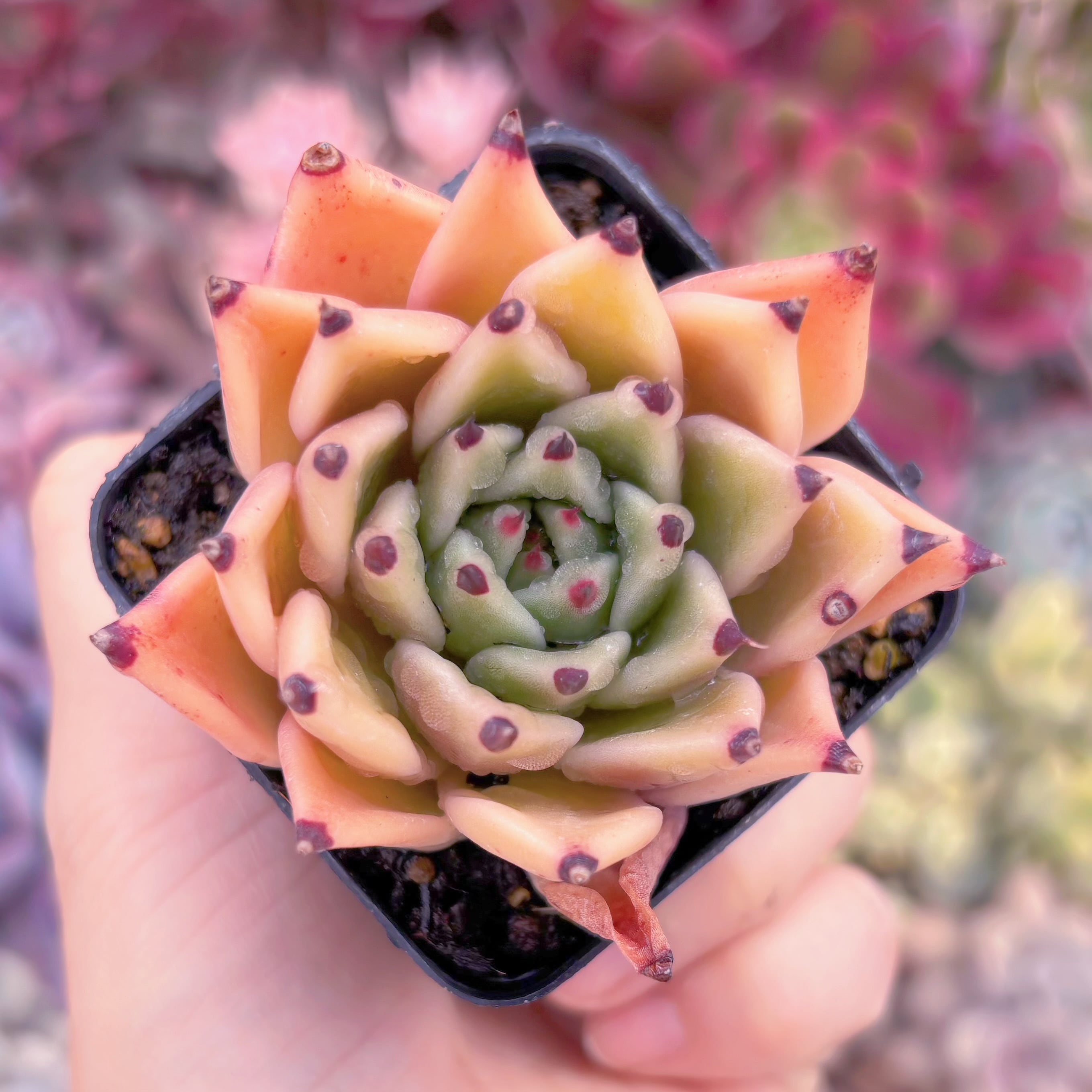 現品　山鬼#B45　るる農園