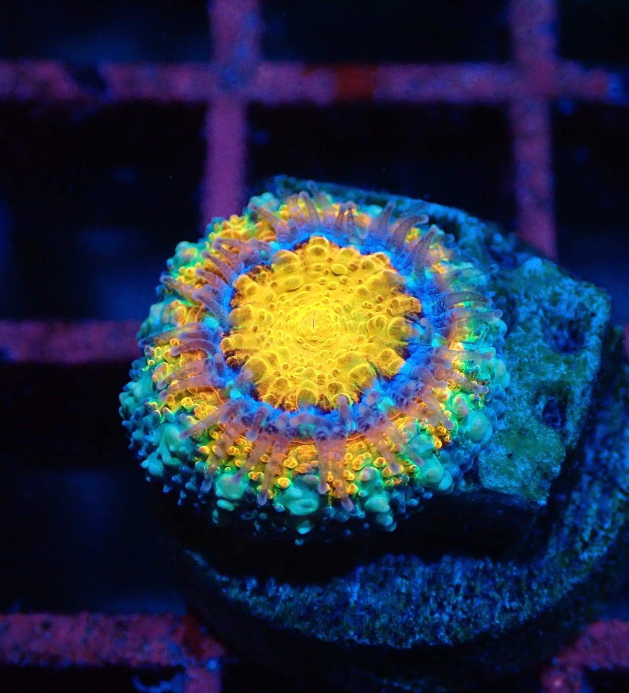 【現地買付】BabyLordhowensis "Rainbow" 8
