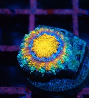 【現地買付】BabyLordhowensis "Rainbow" 8