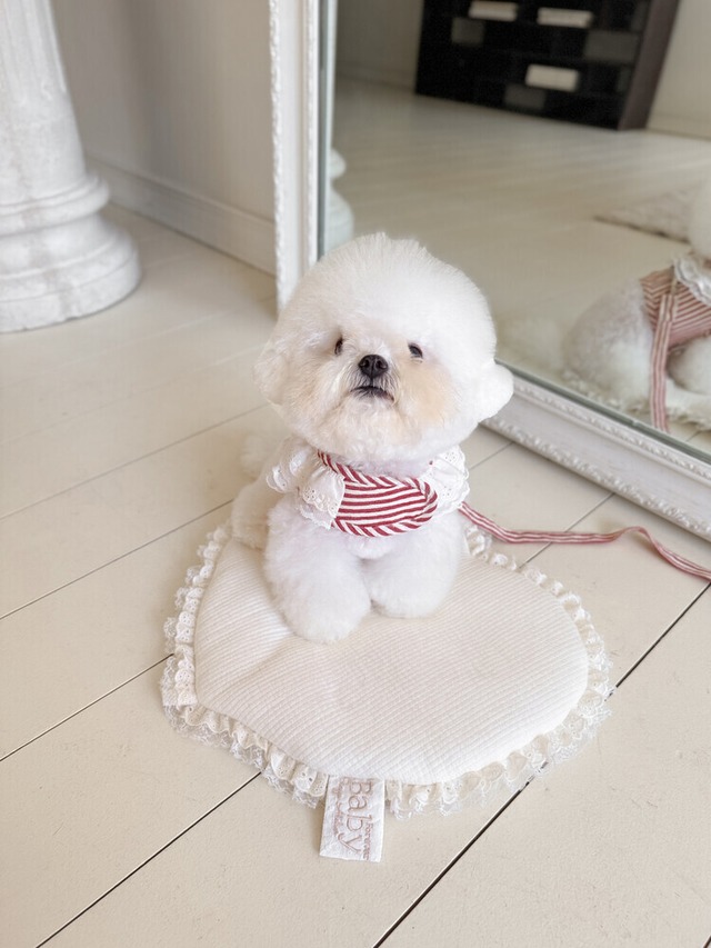 〈即納アイテム〉SICGGU / レッドアップルクーリングハーネス