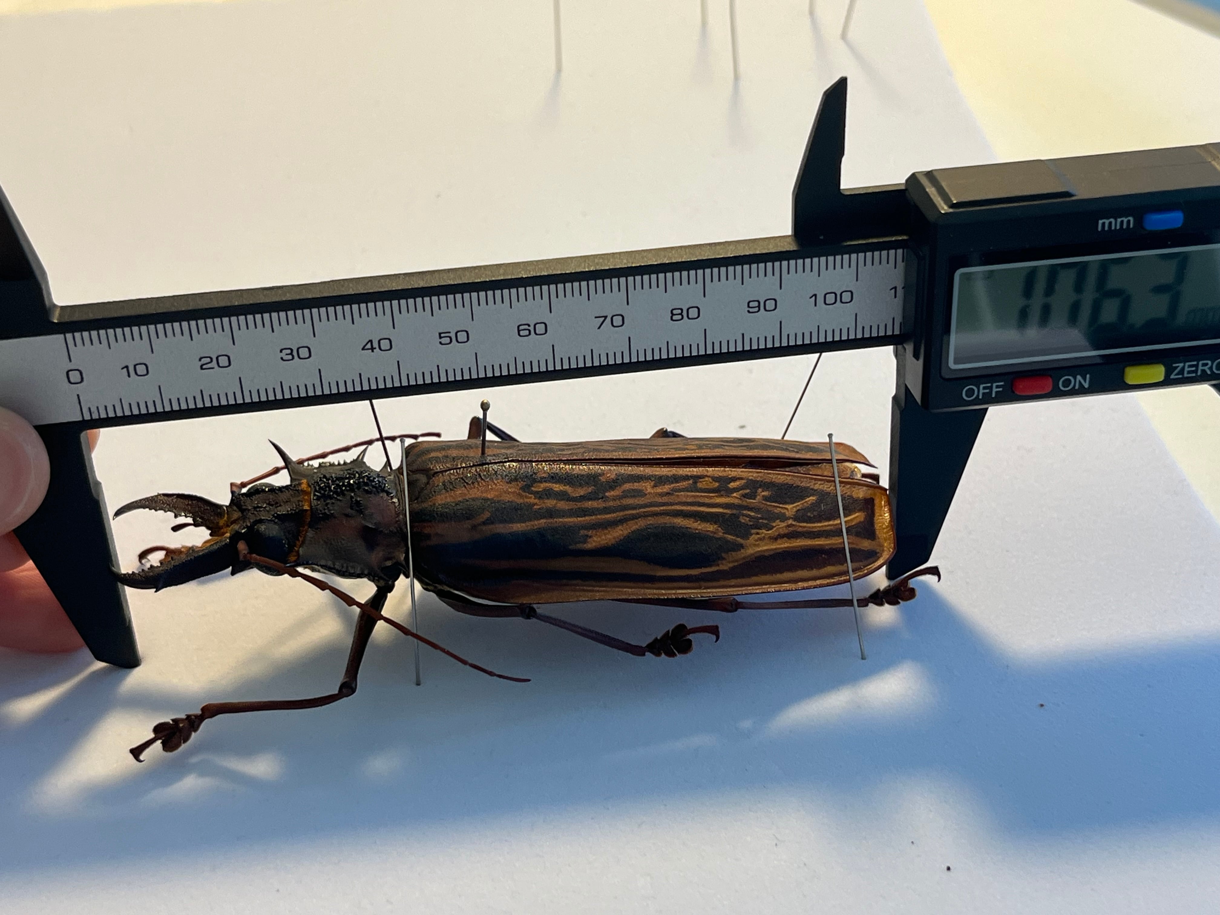 106mm♀】オオキバウスバカミキリ標本 Macrodontia cervicornis昆虫