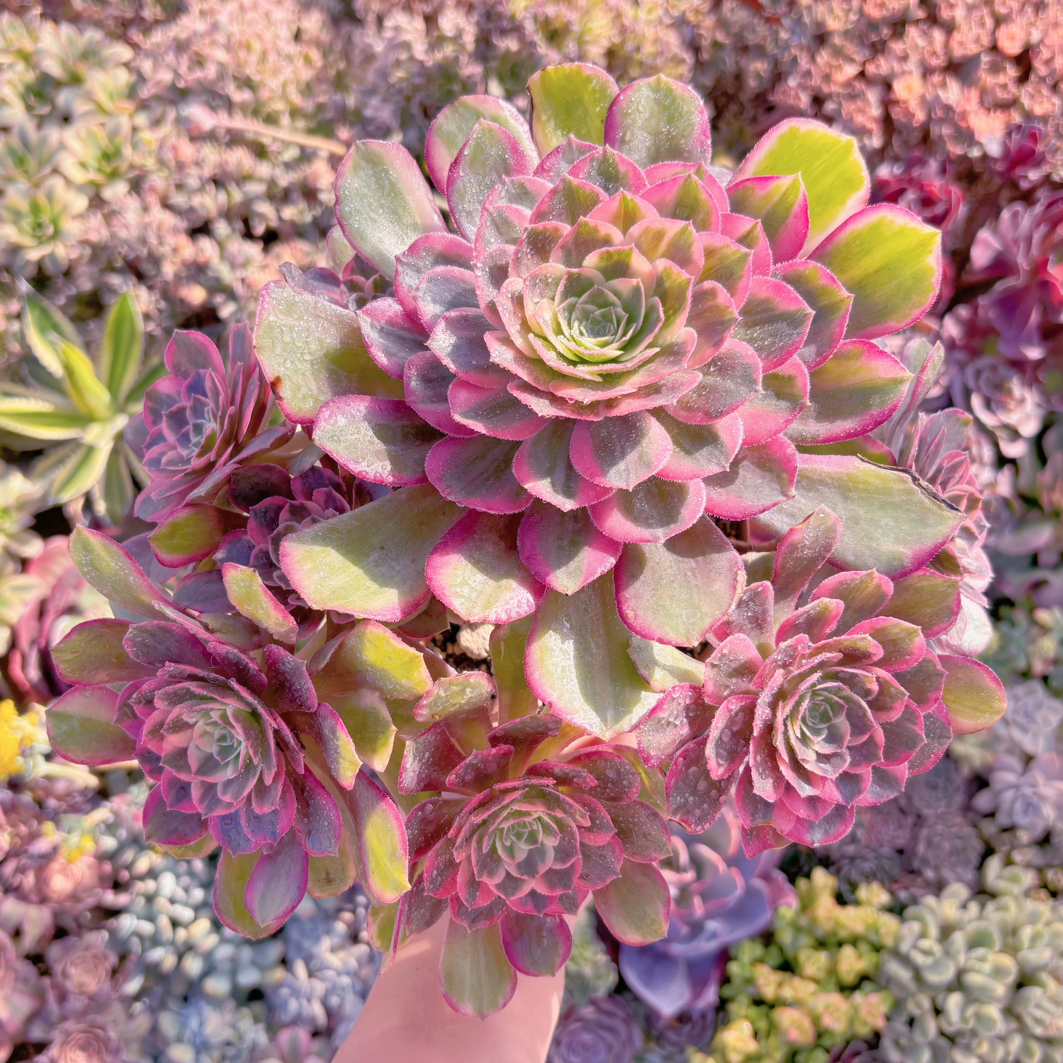 現品　新品種　クララ恋人(アエオニウム)#F084　特大群生　るる農園