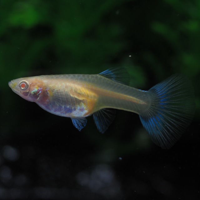 上物RREAブルートパーズリボン　1カルテット