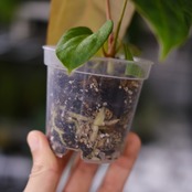 Anthurium Carlablackiae / アンスリウム カーラブラッキー⑬│観葉植物